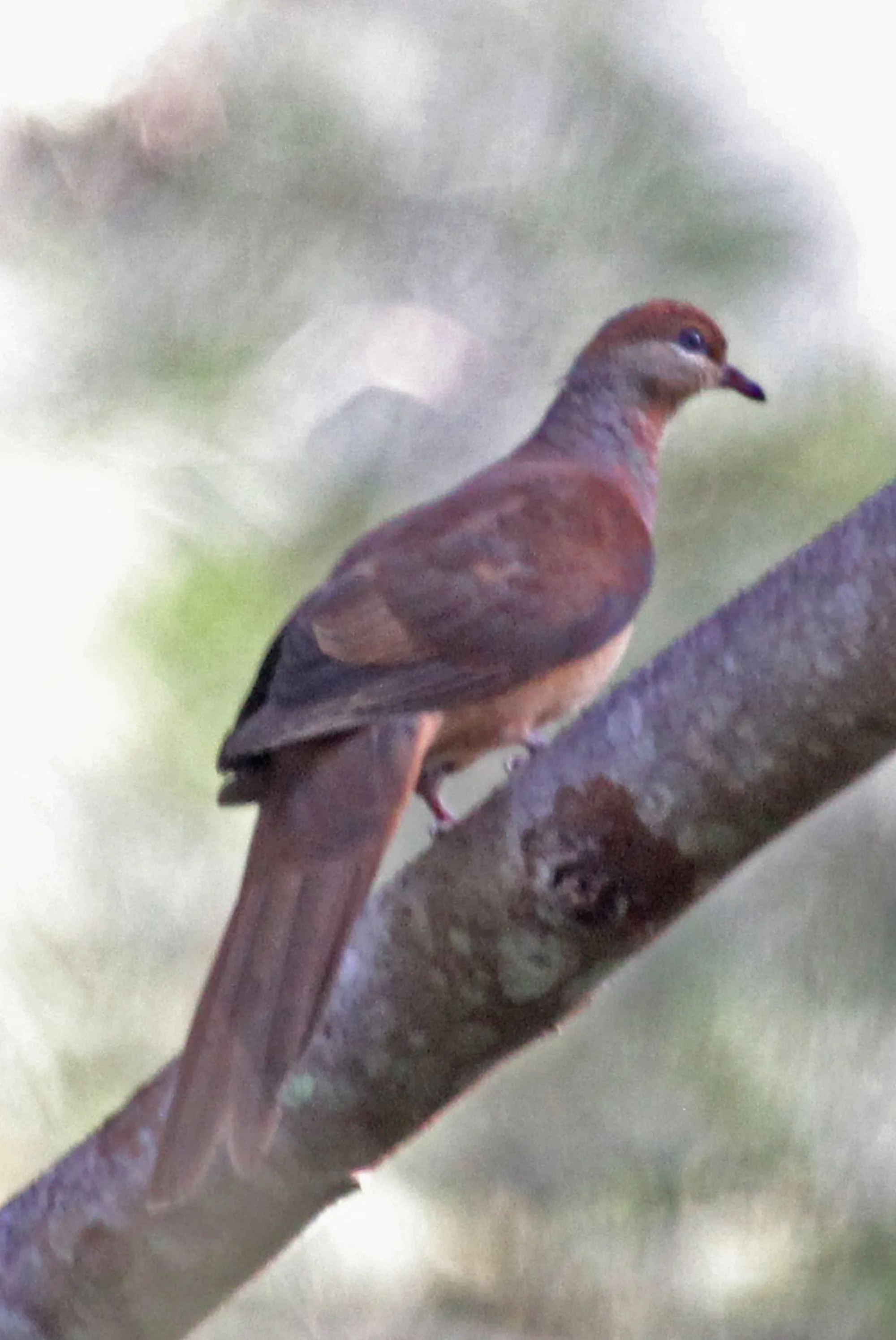 Amboyna Cuckoo-Dove