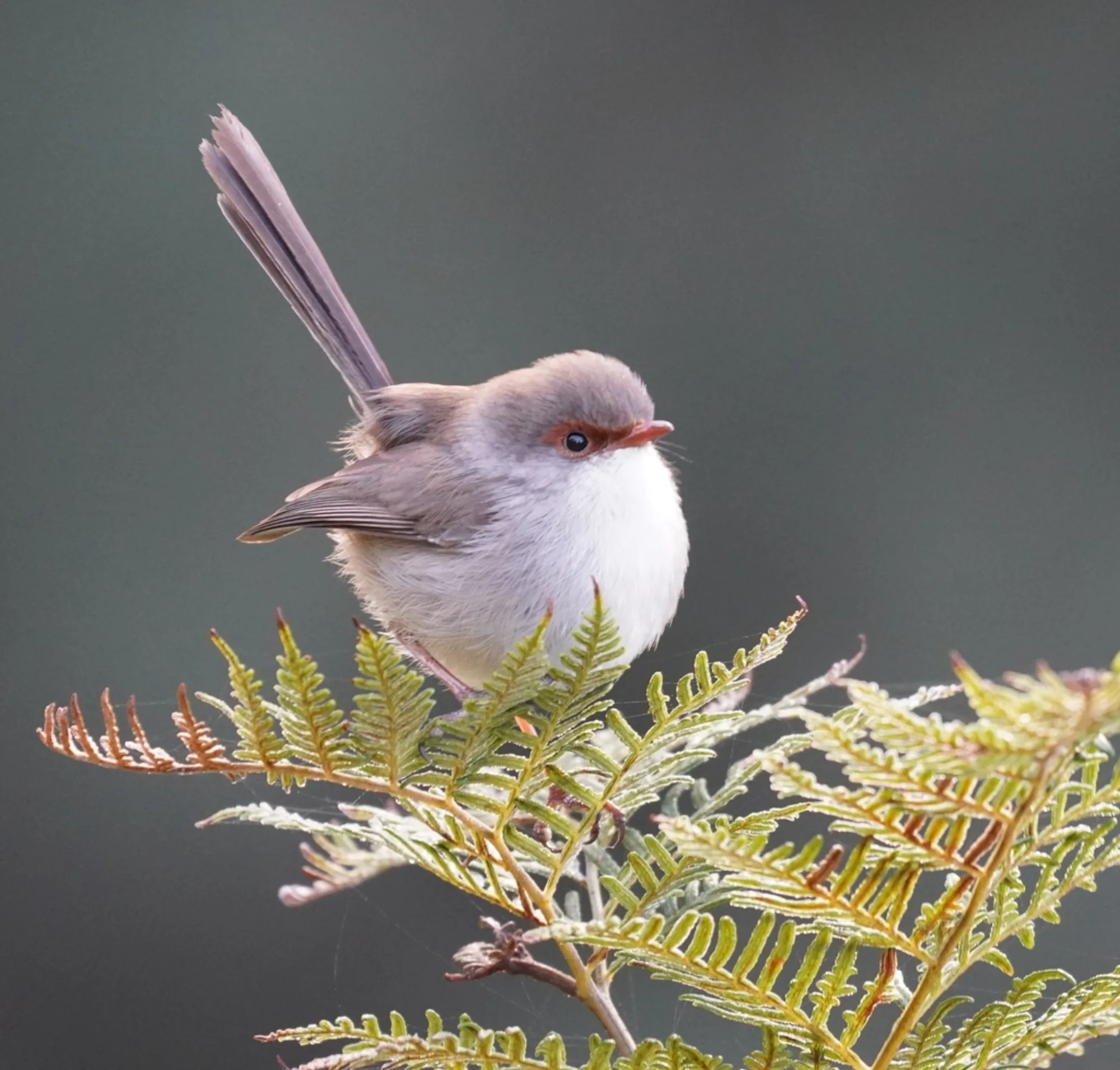 Superb Fairywren