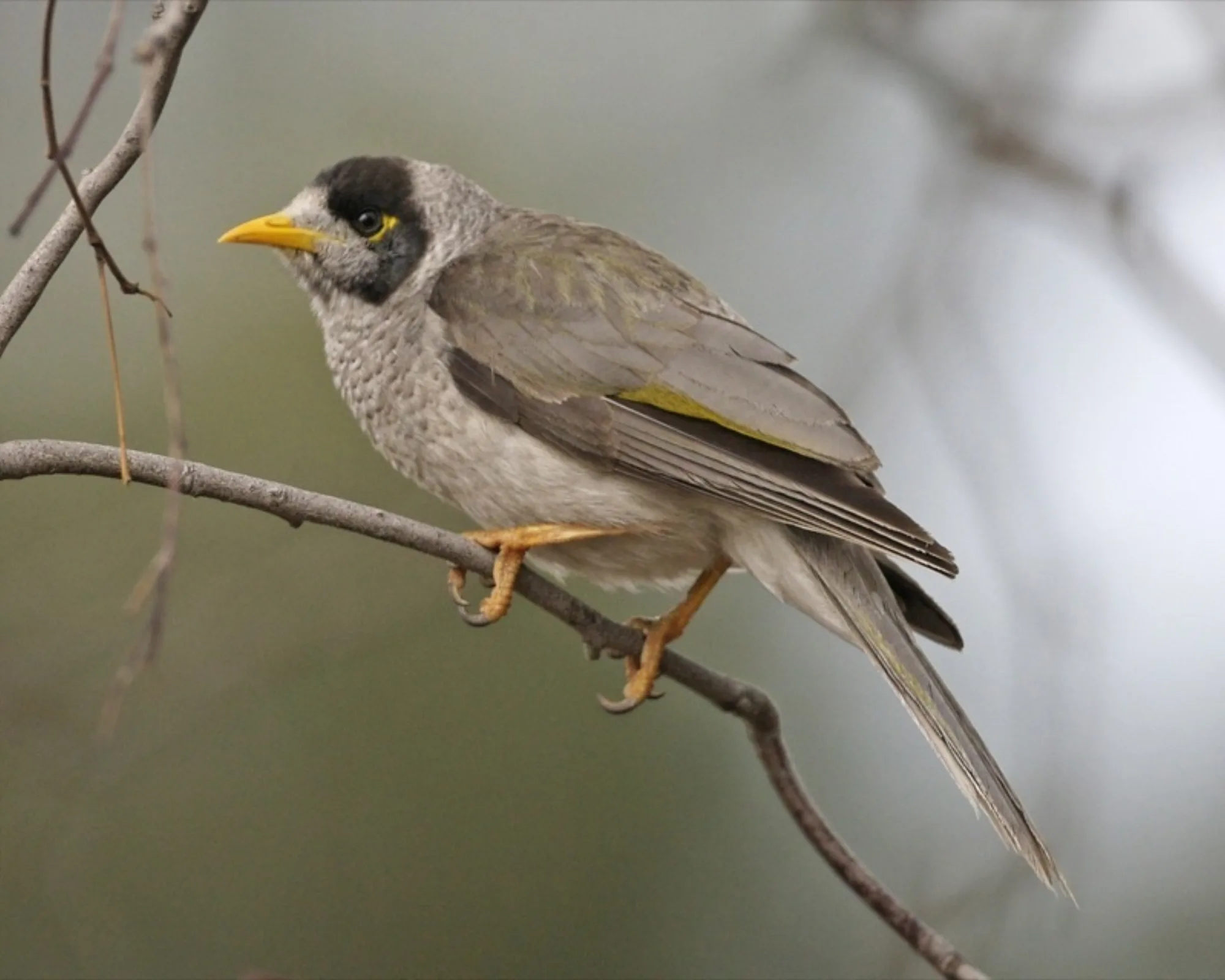 Noisy Miner