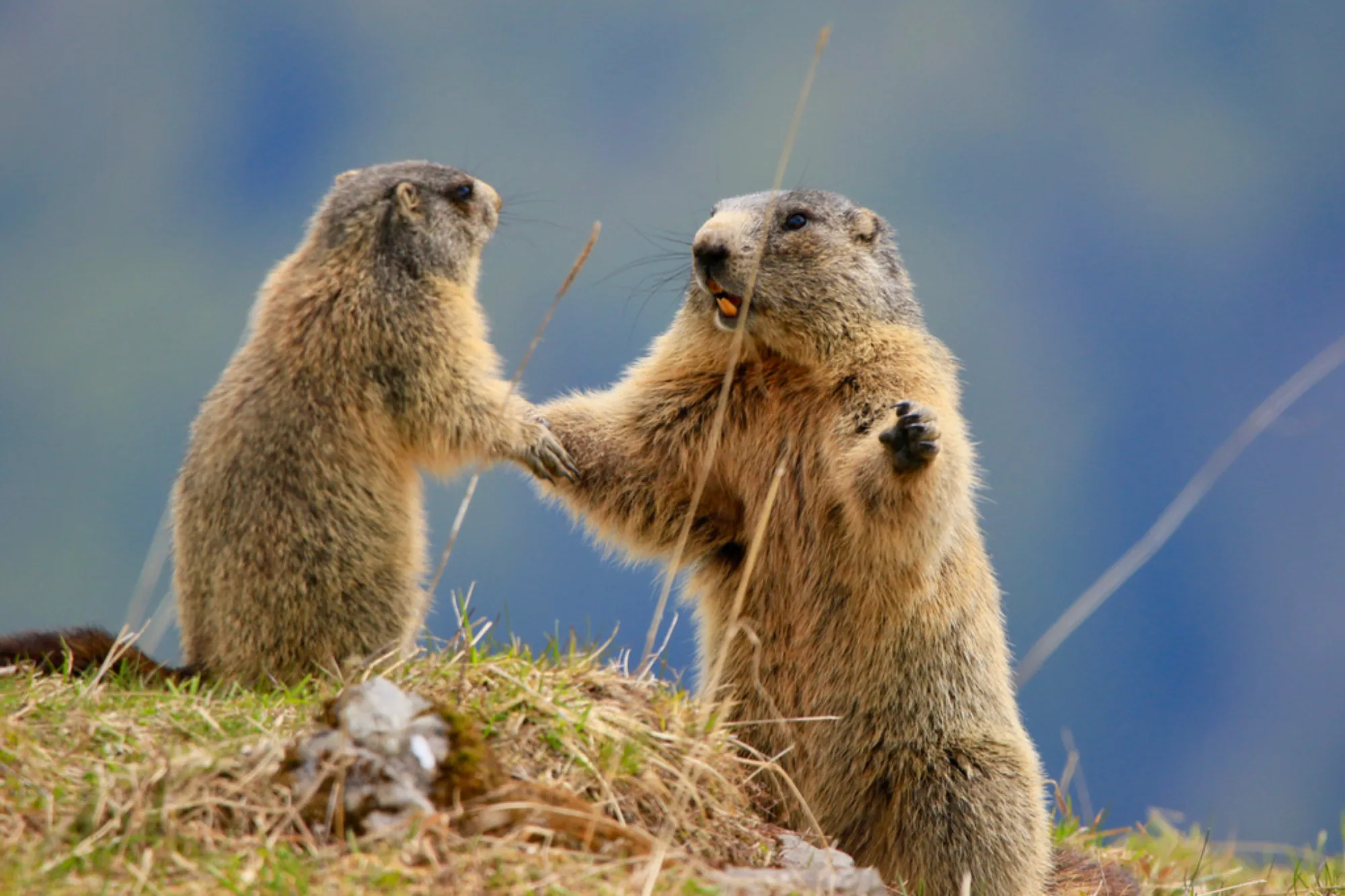 Alpine Marmot