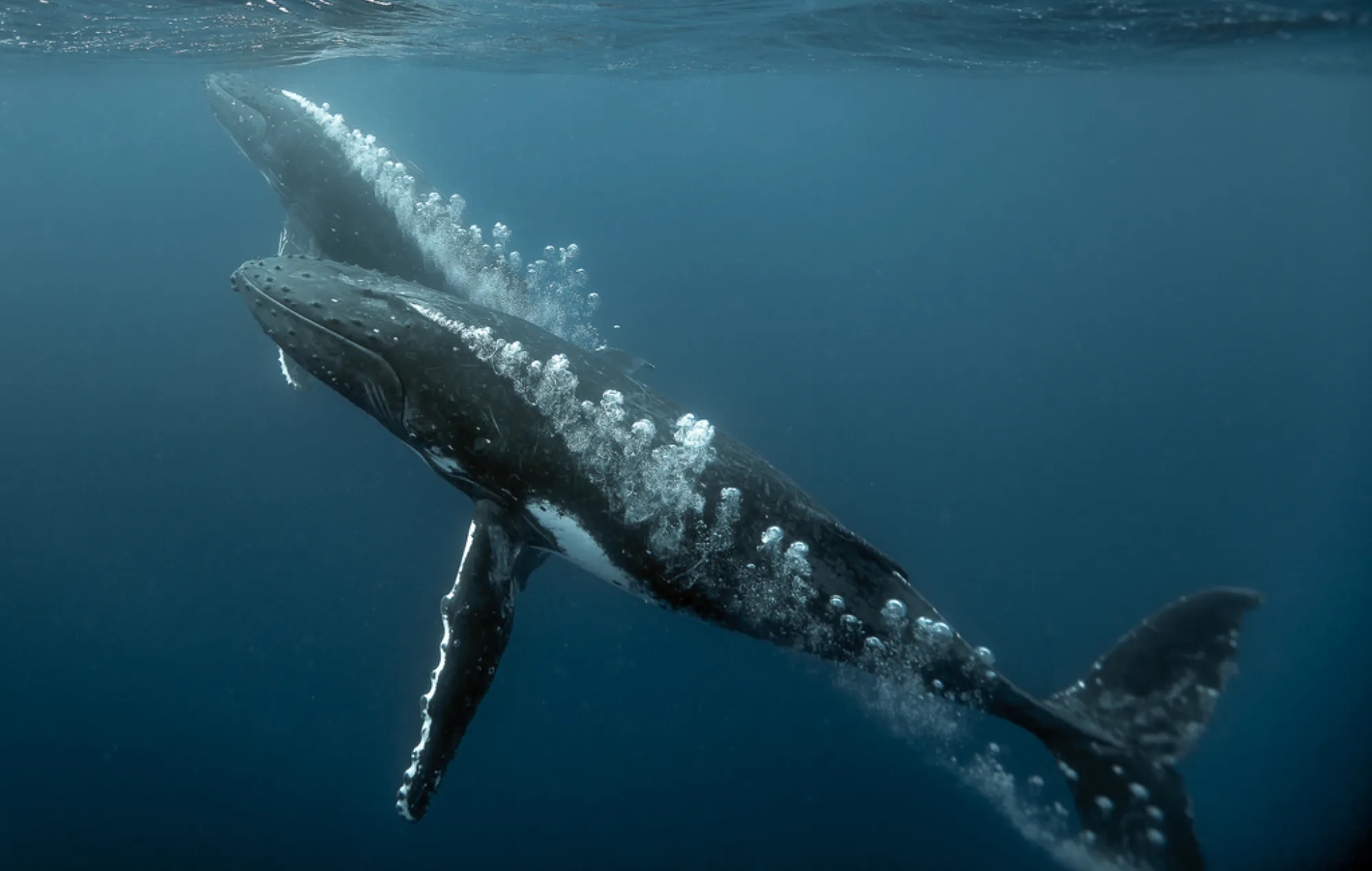 Humpback Whale