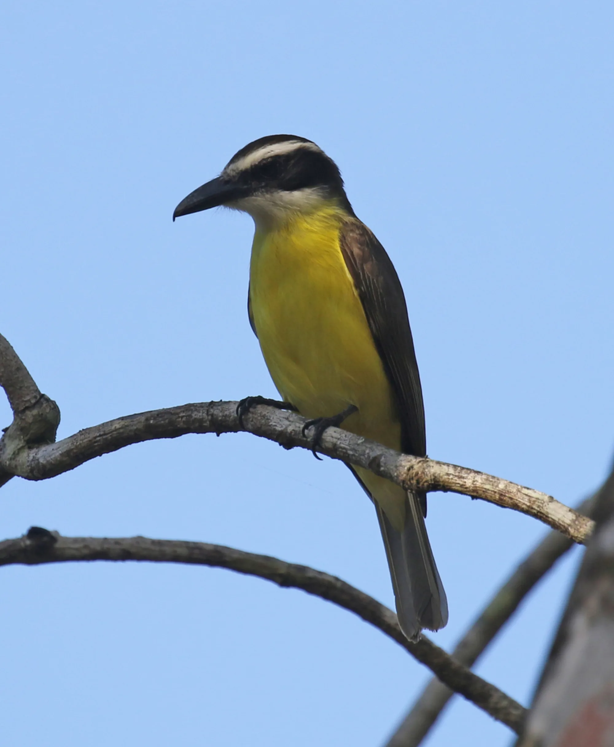 Boat-billed Flycatcher