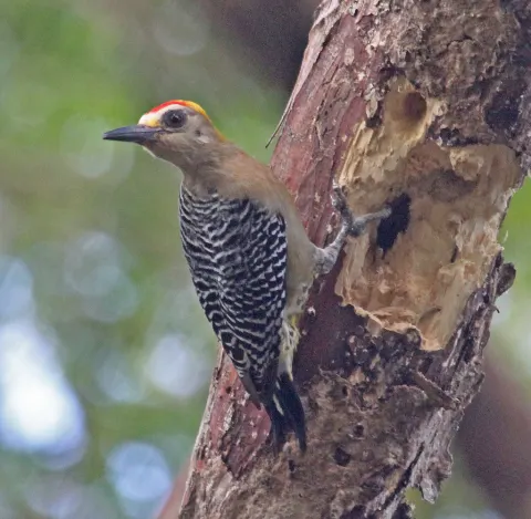 Hoffmann's Woodpecker