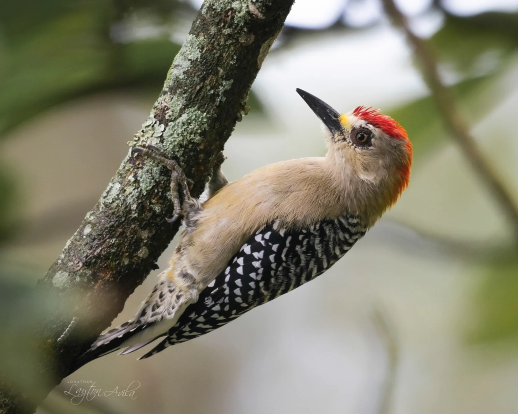 Red-crowned Woodpecker