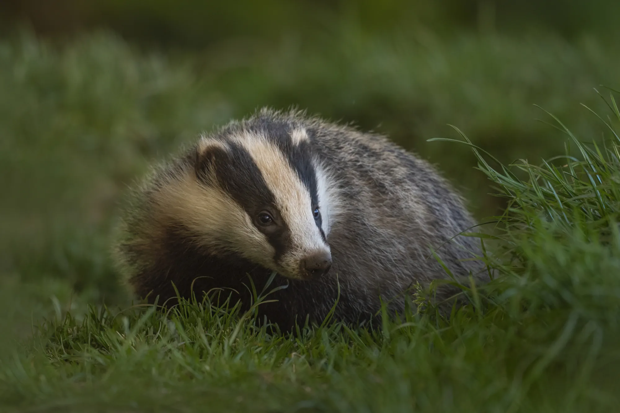 Eurasian Badger