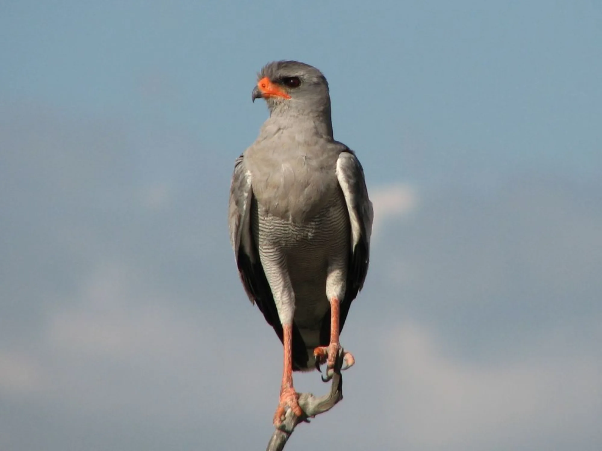 Pale Chanting Goshawk