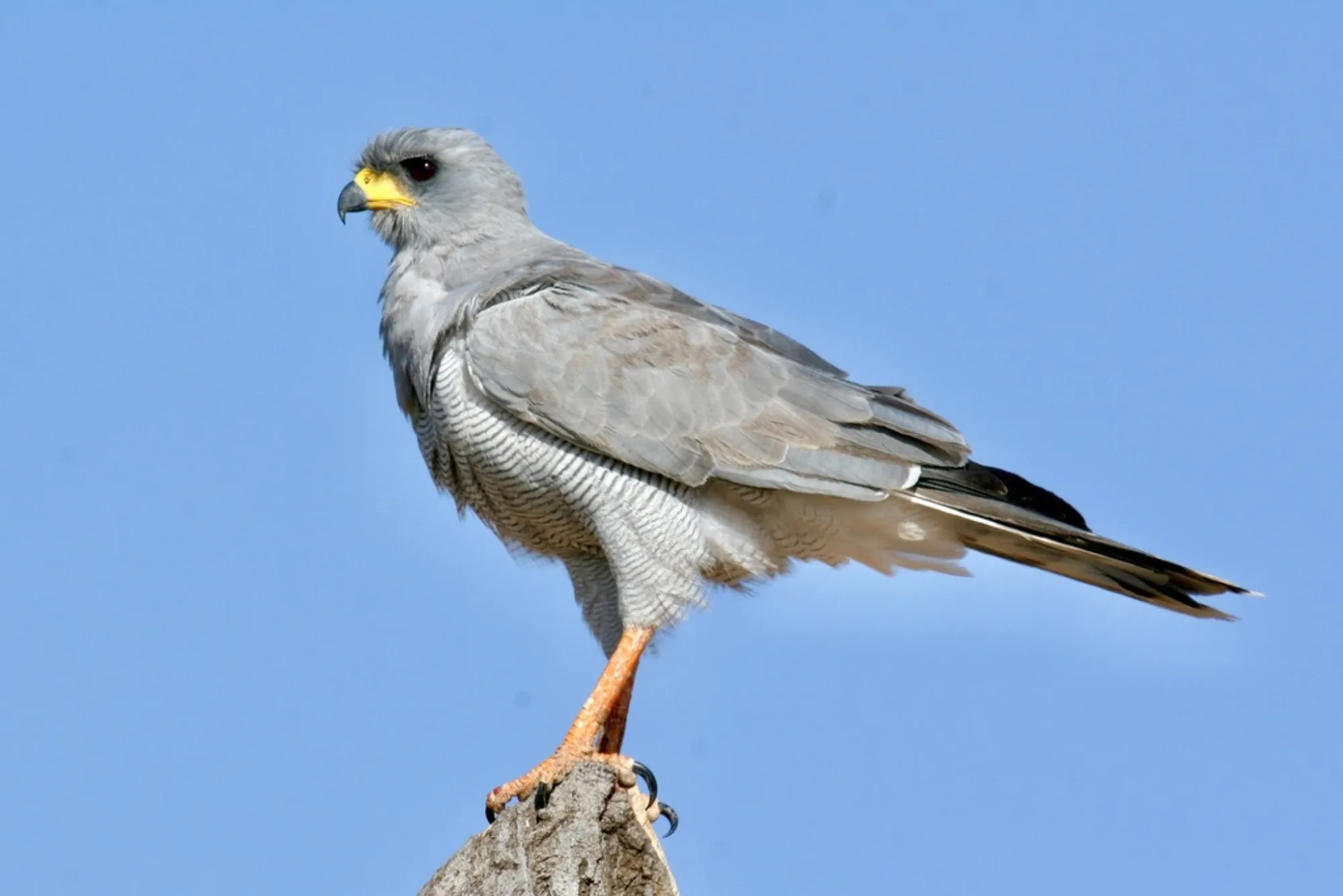 Eastern Chanting Goshawk