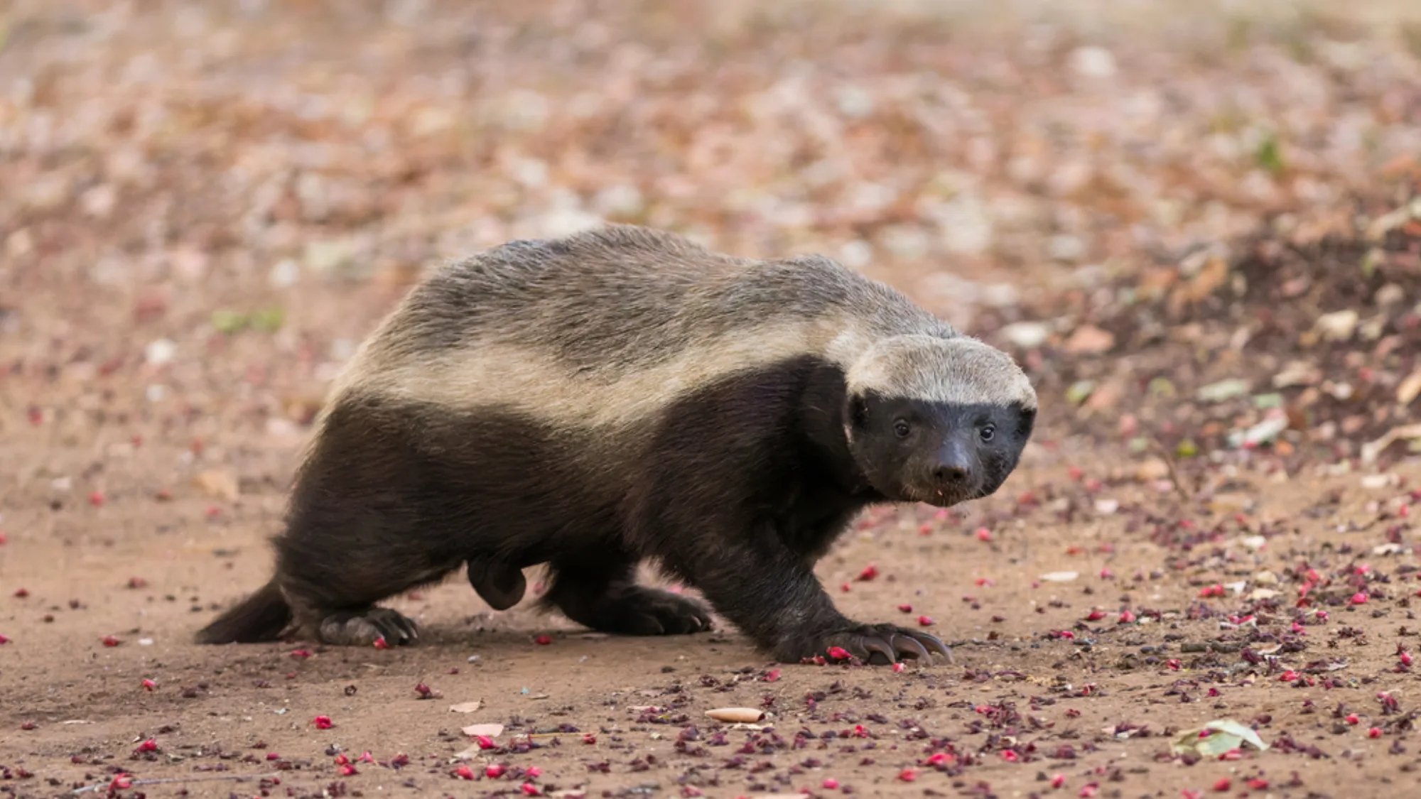 Honey Badger