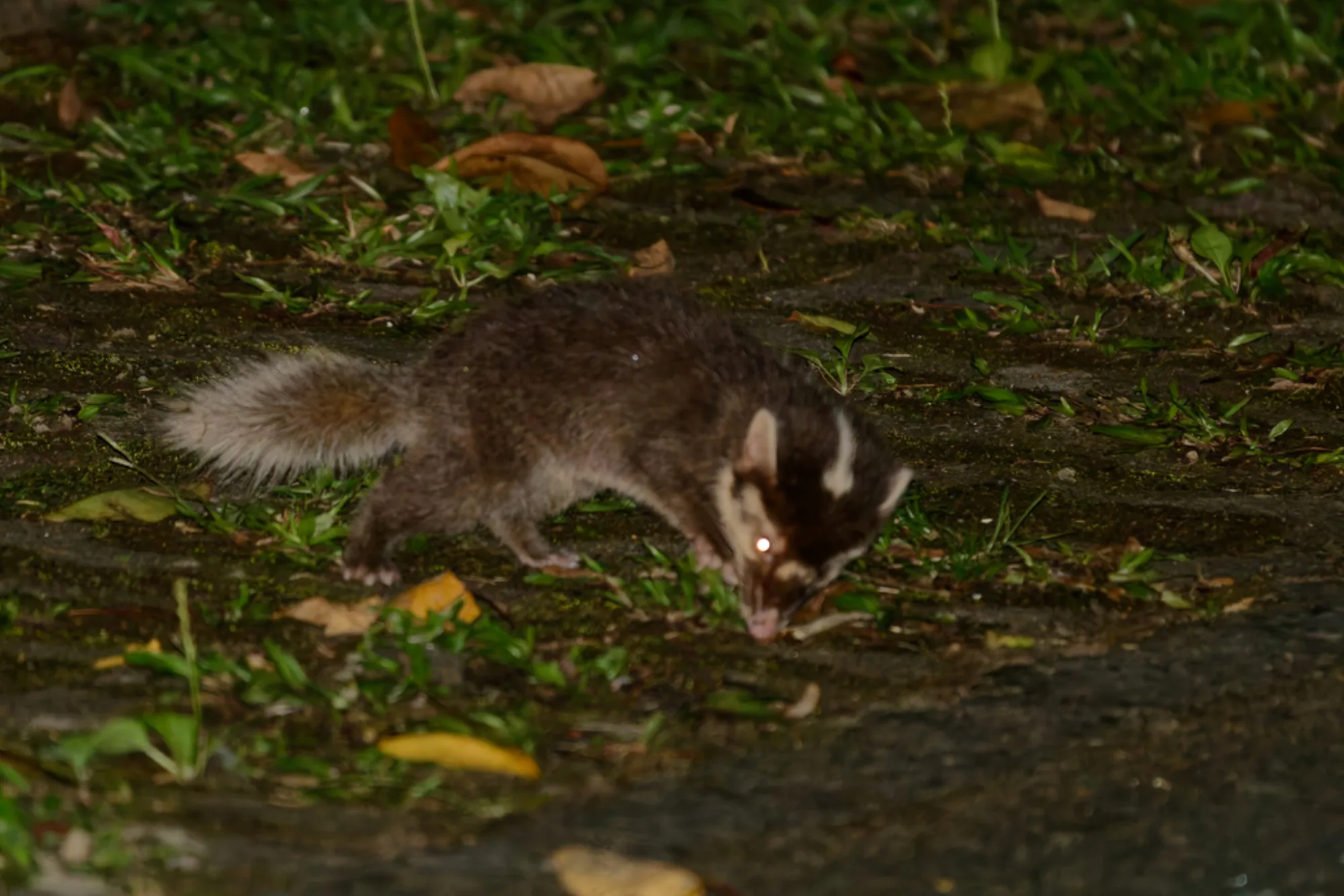 Bornean Ferret-badger