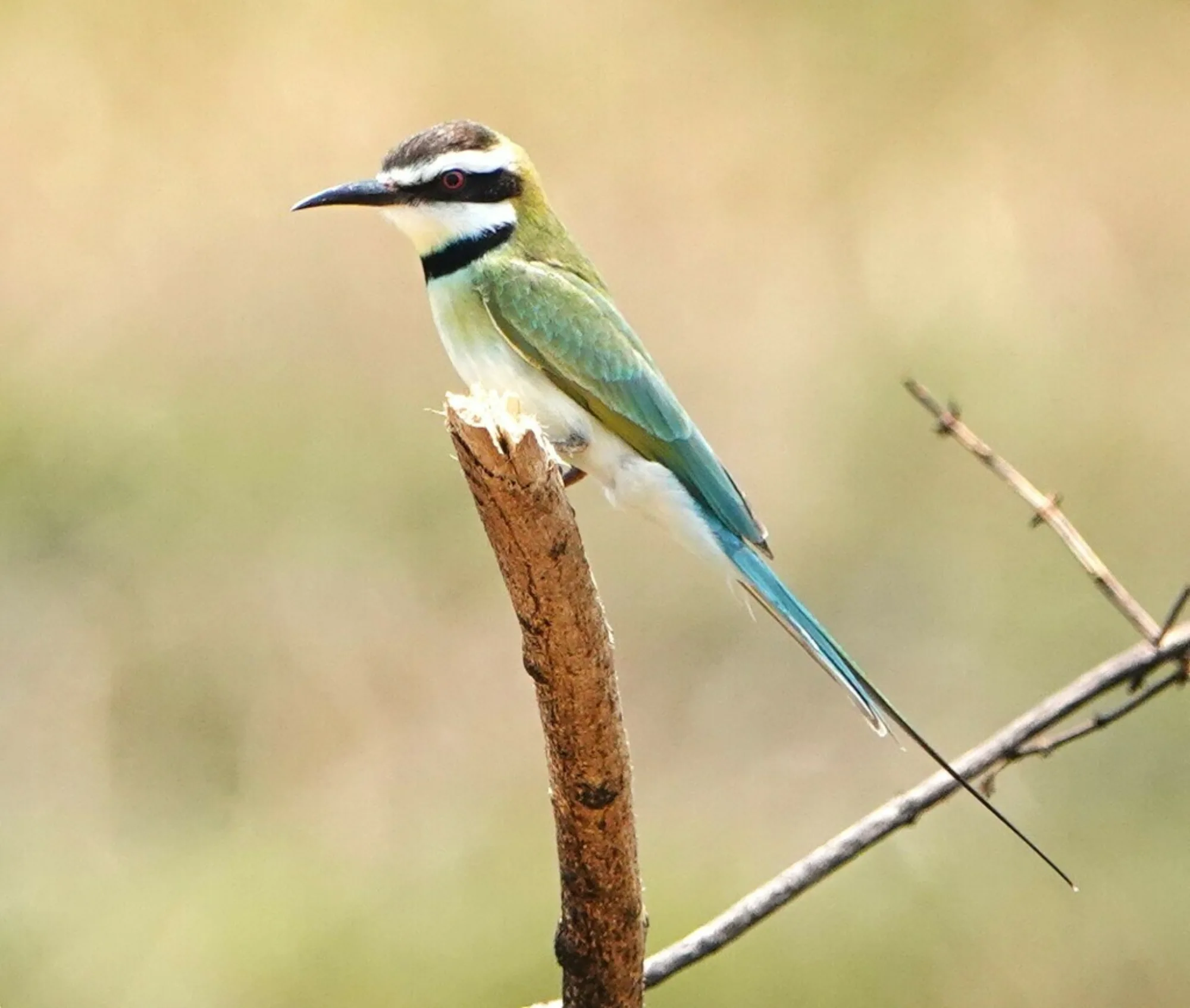 White-throated Bee-eater