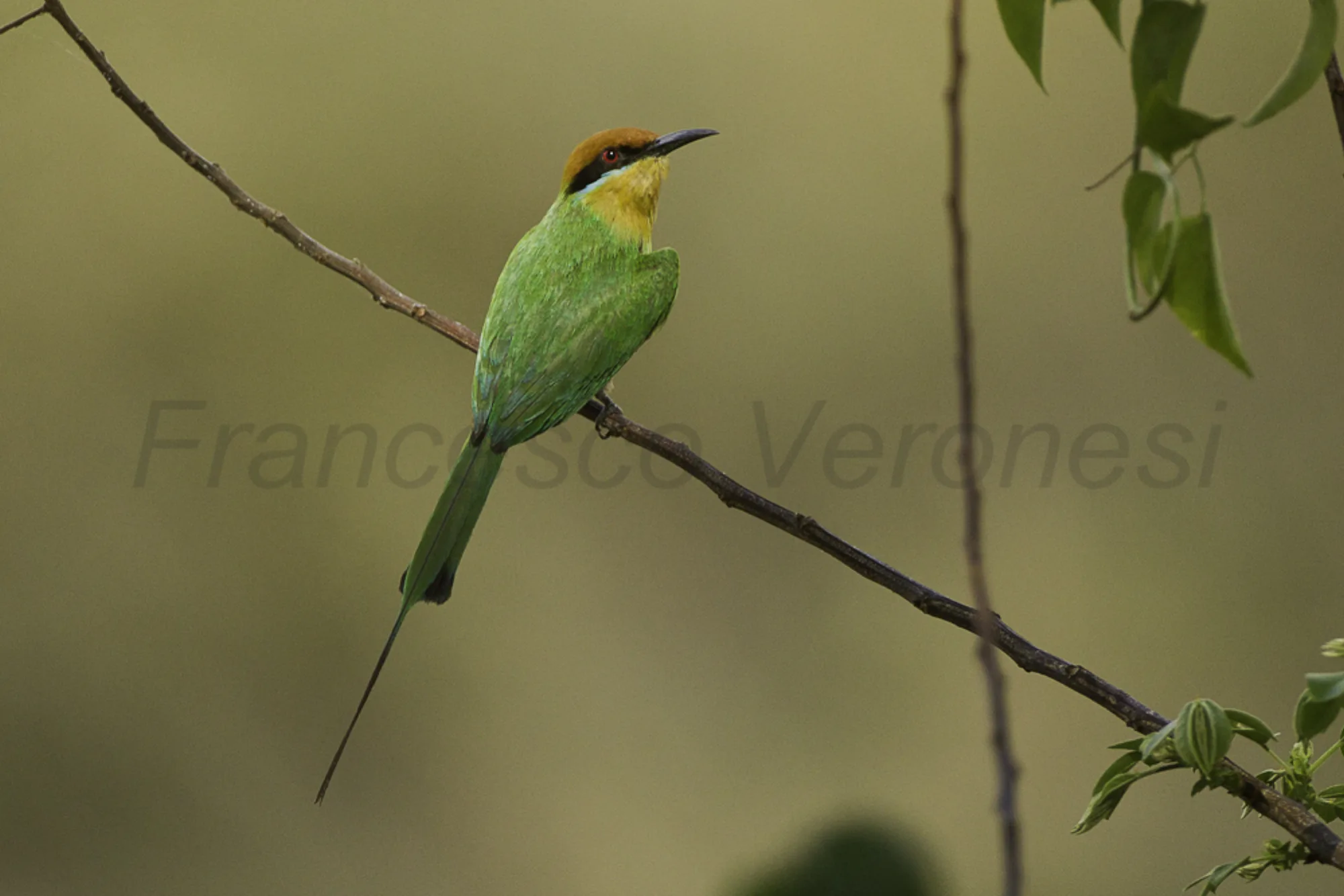 Böhm's Bee-eater