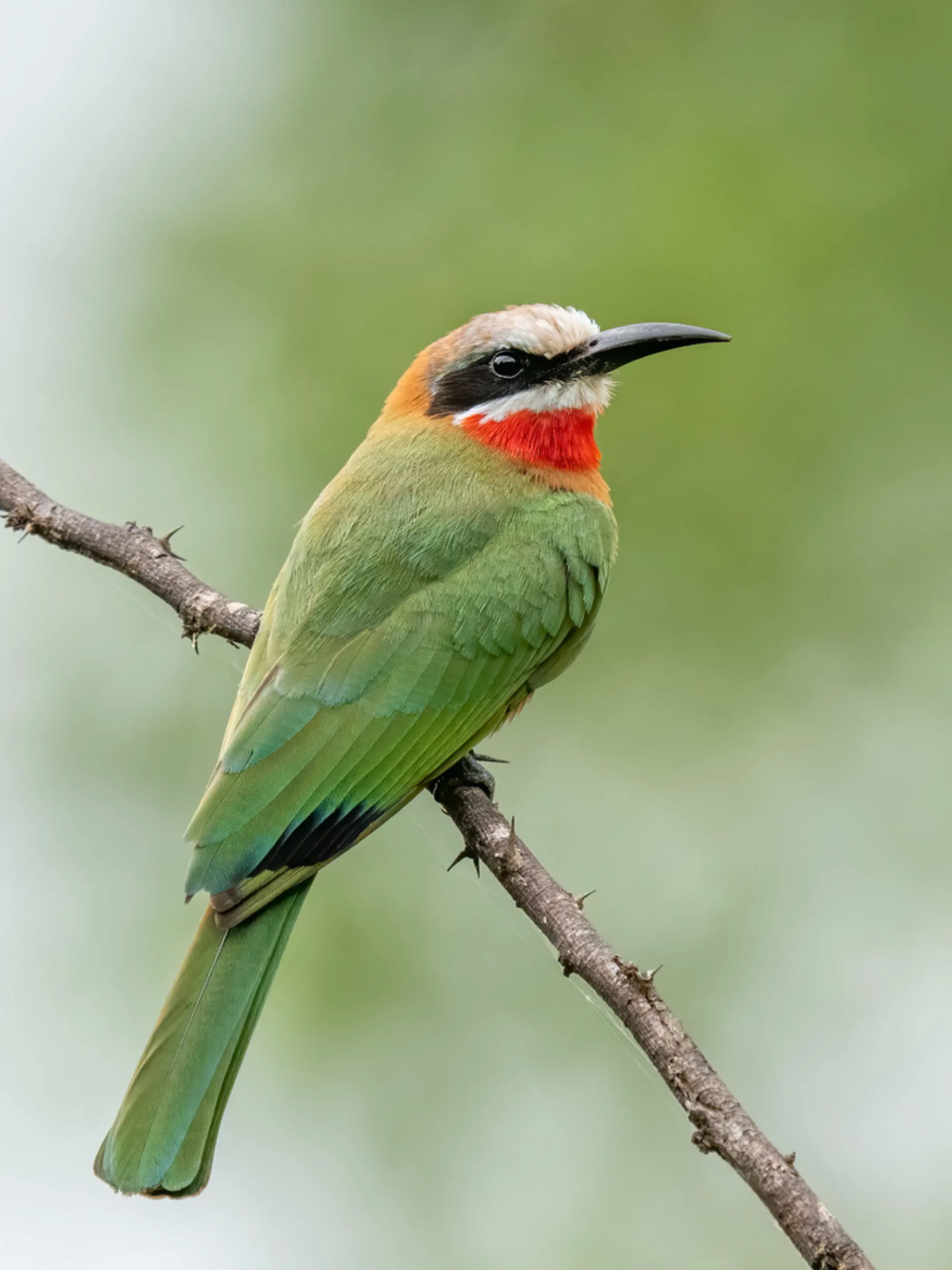 White-fronted Bee-eater