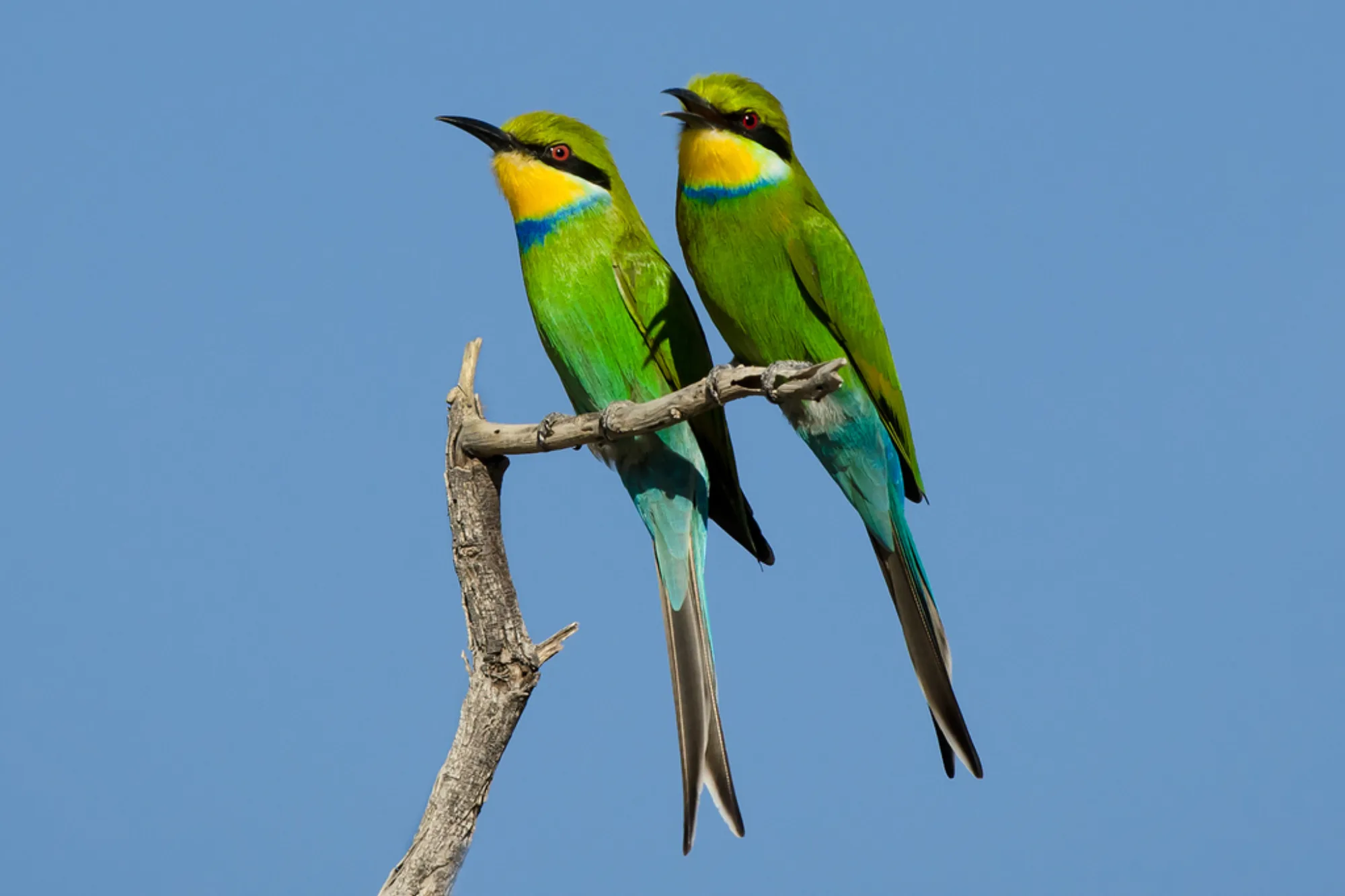 Swallow-tailed Bee-eater