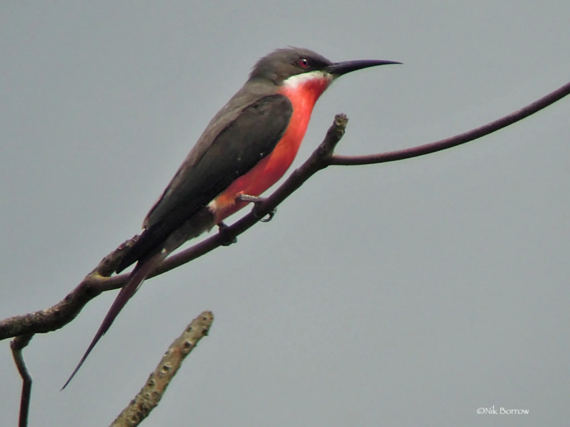 Rosy Bee-eater
