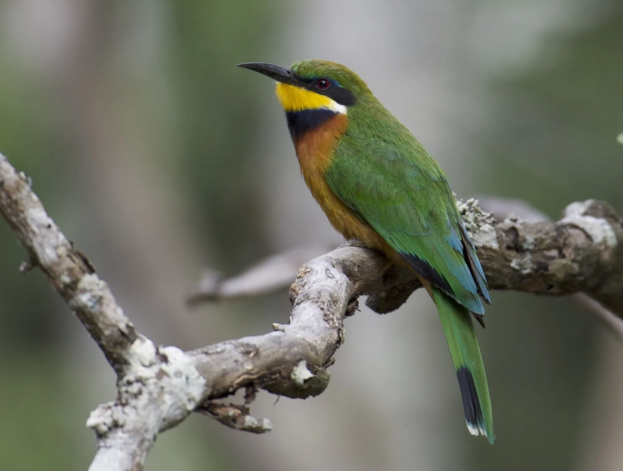 Cinnamon-chested Bee-eater