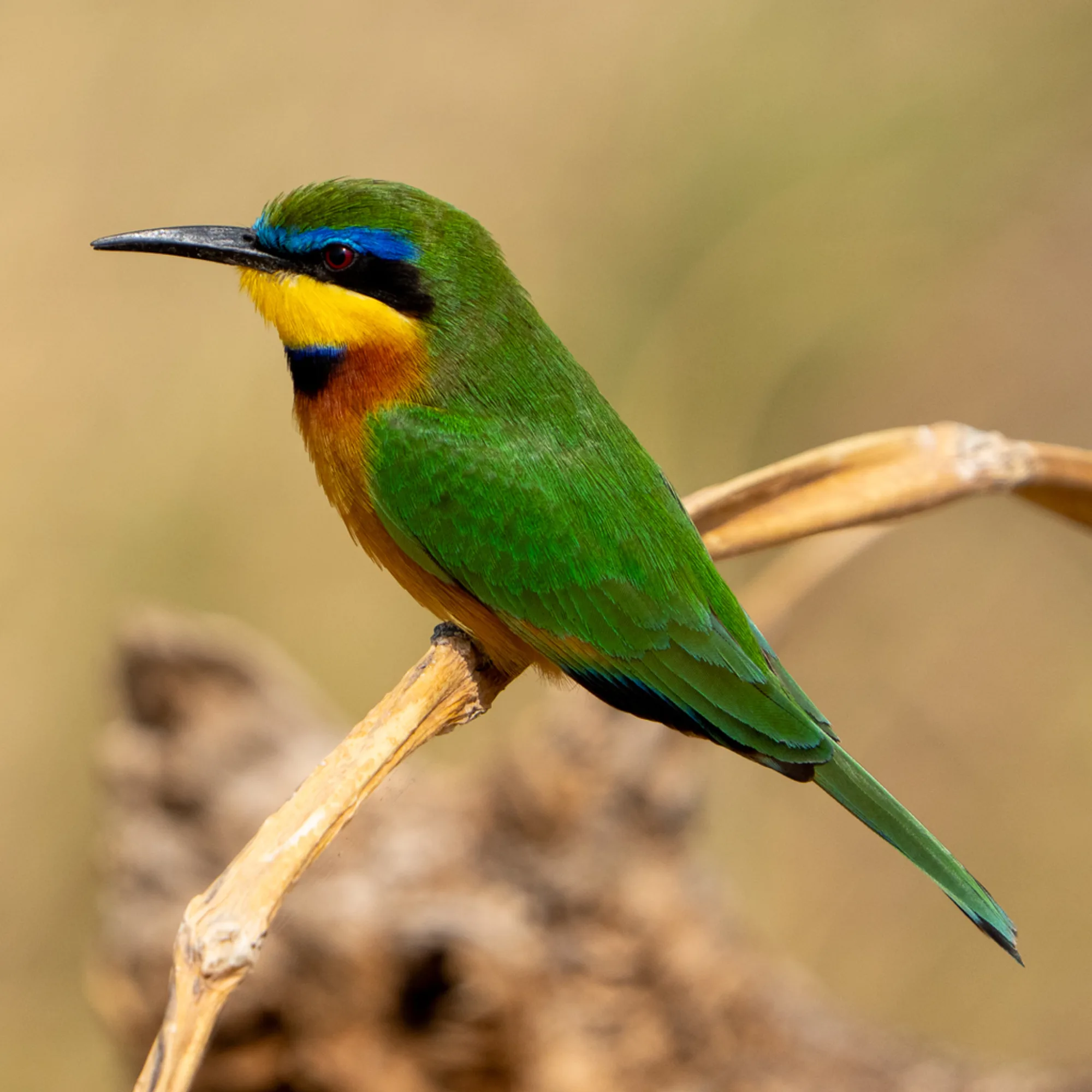 Little Bee-eater