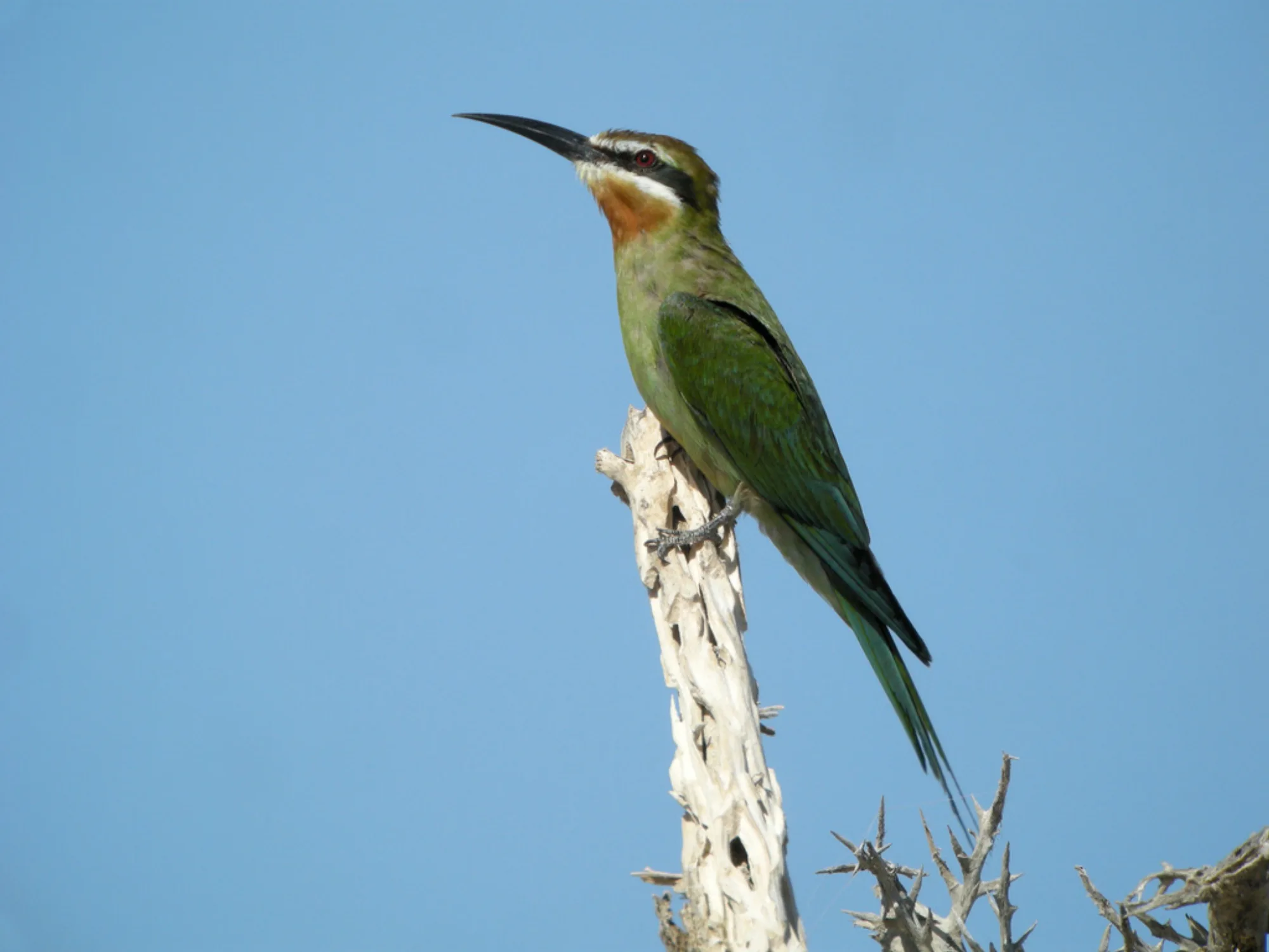 Olive Bee-eater