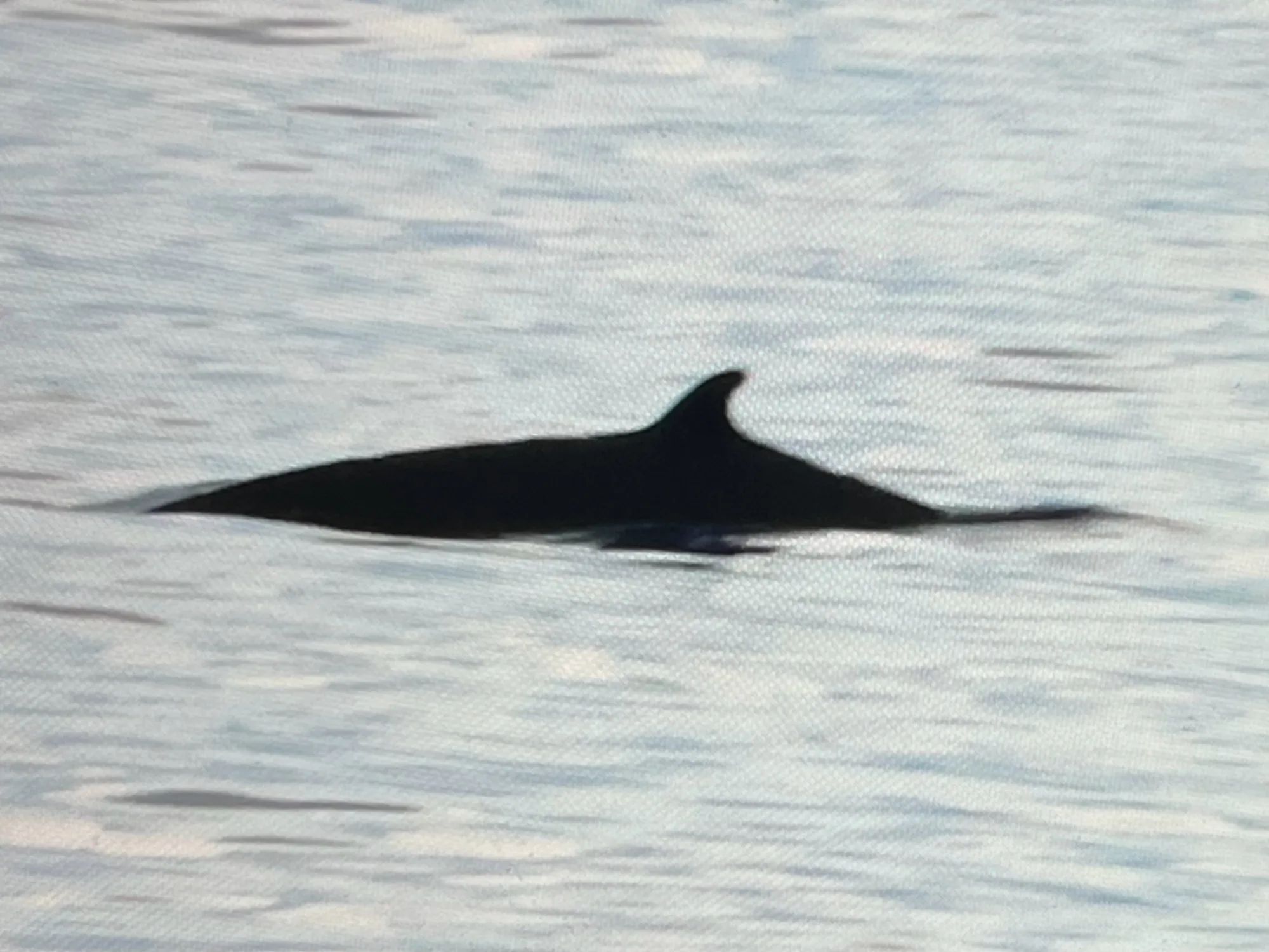 Deraniyagala's Beaked Whale