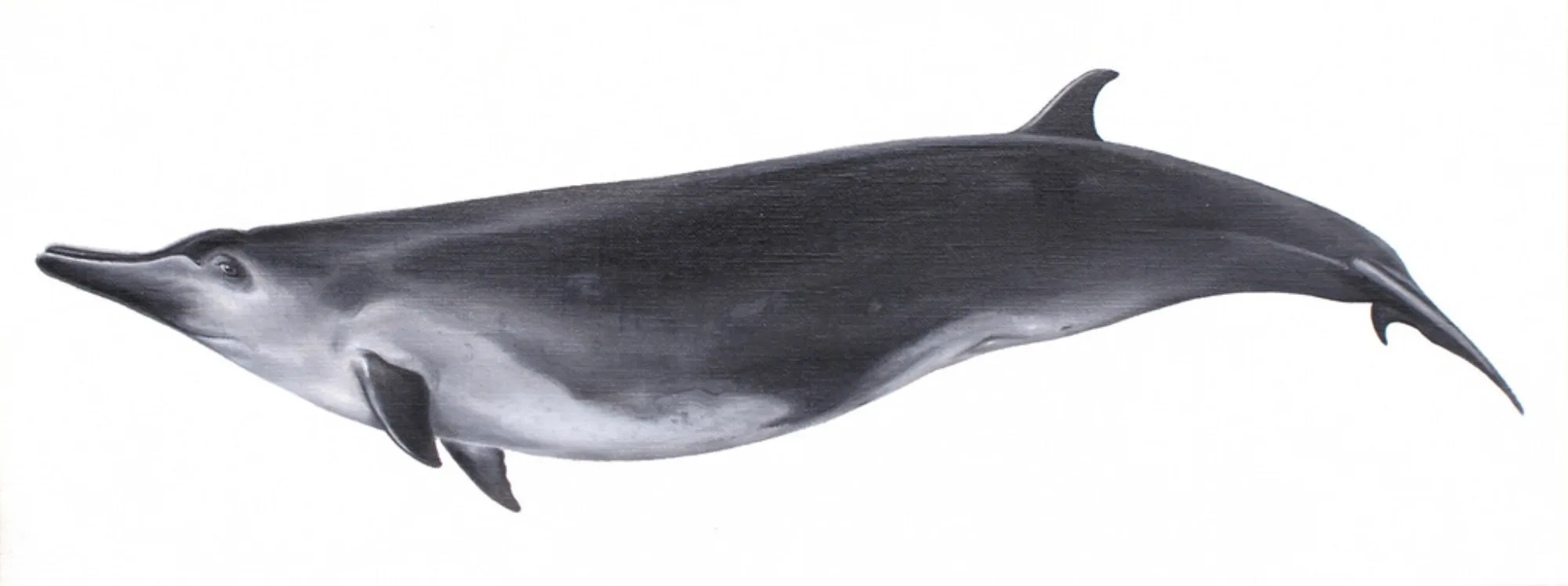 Spade-toothed Whale