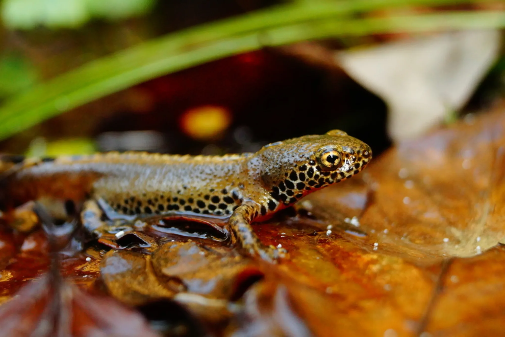 Mesotriton alpestris