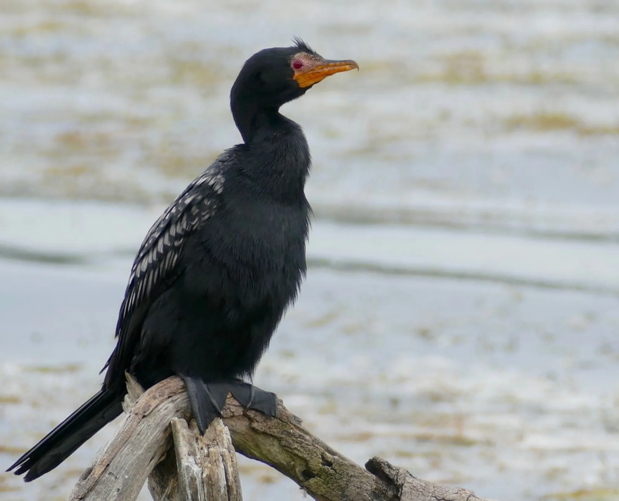 Long-tailed Cormorant