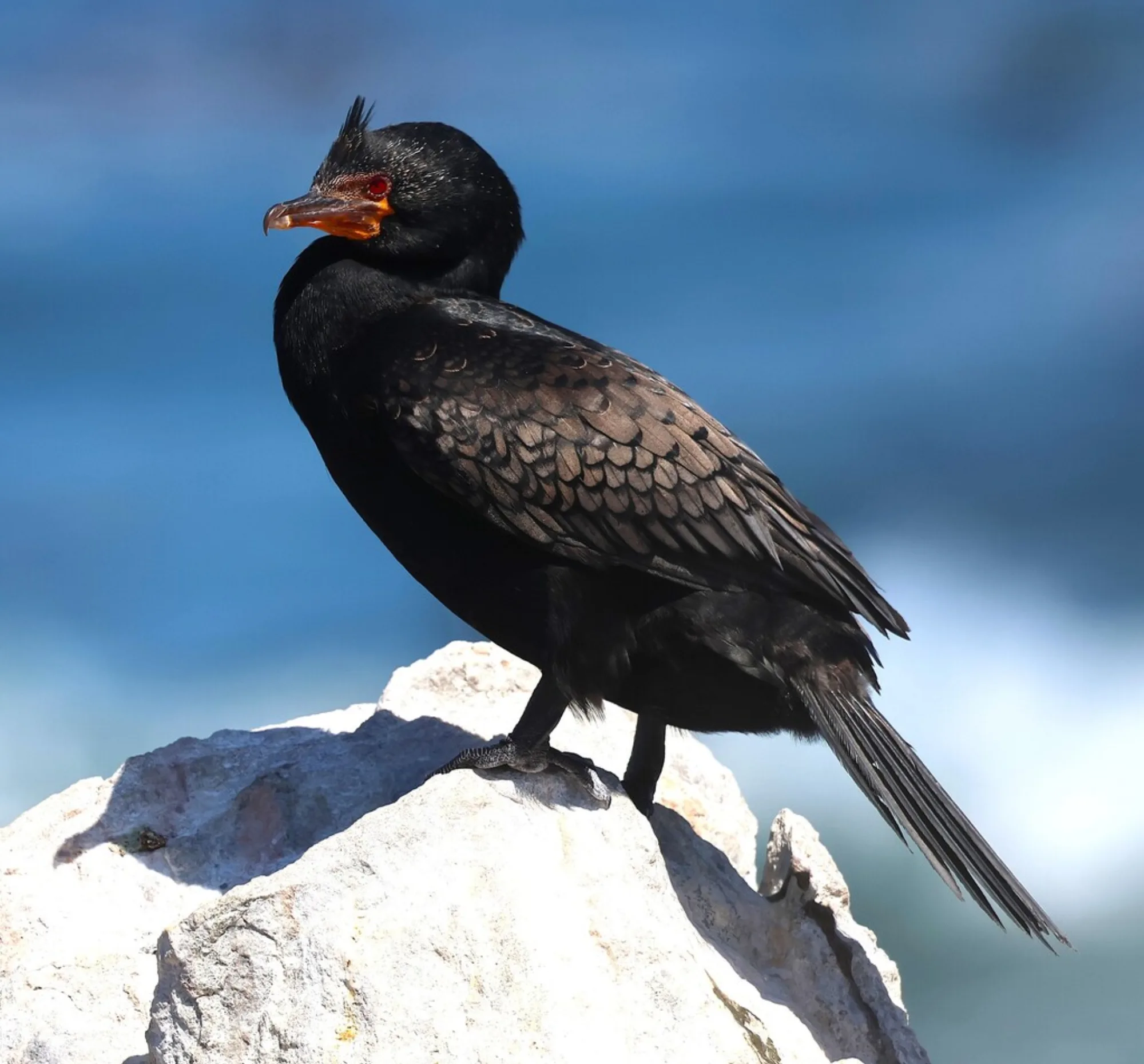 Crowned Cormorant