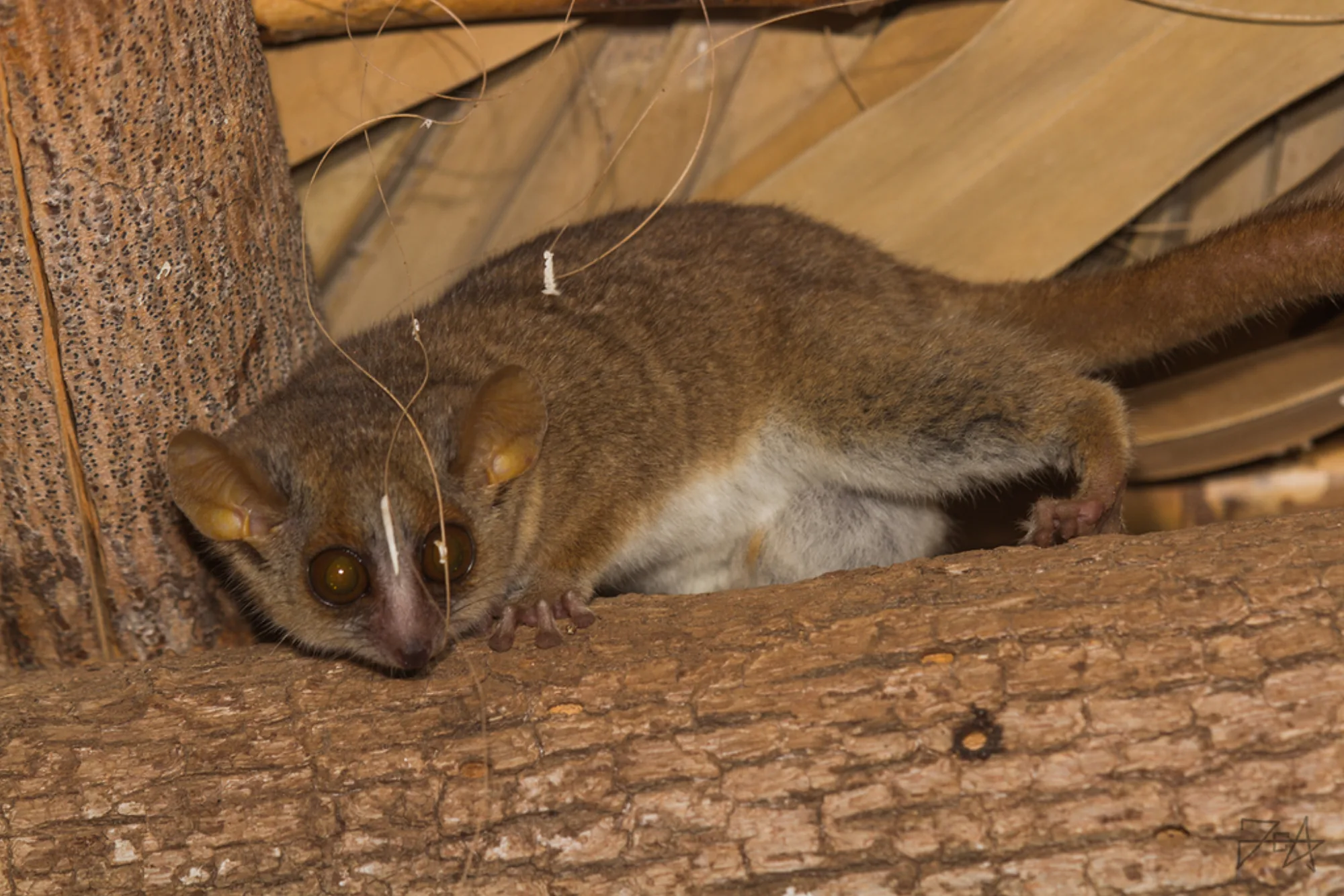 Madame Berthe's Mouse Lemur