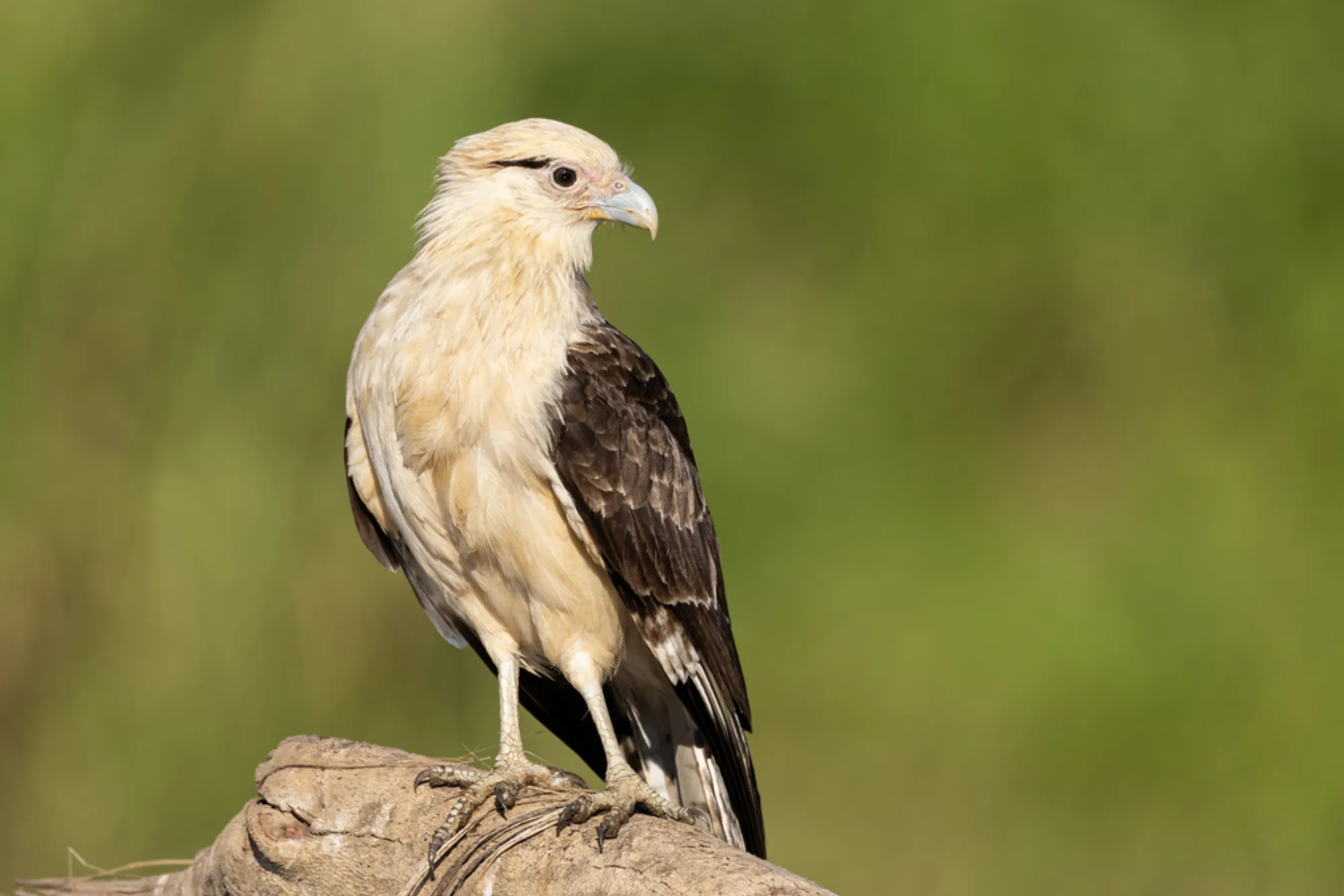 Yellow-headed Caracara