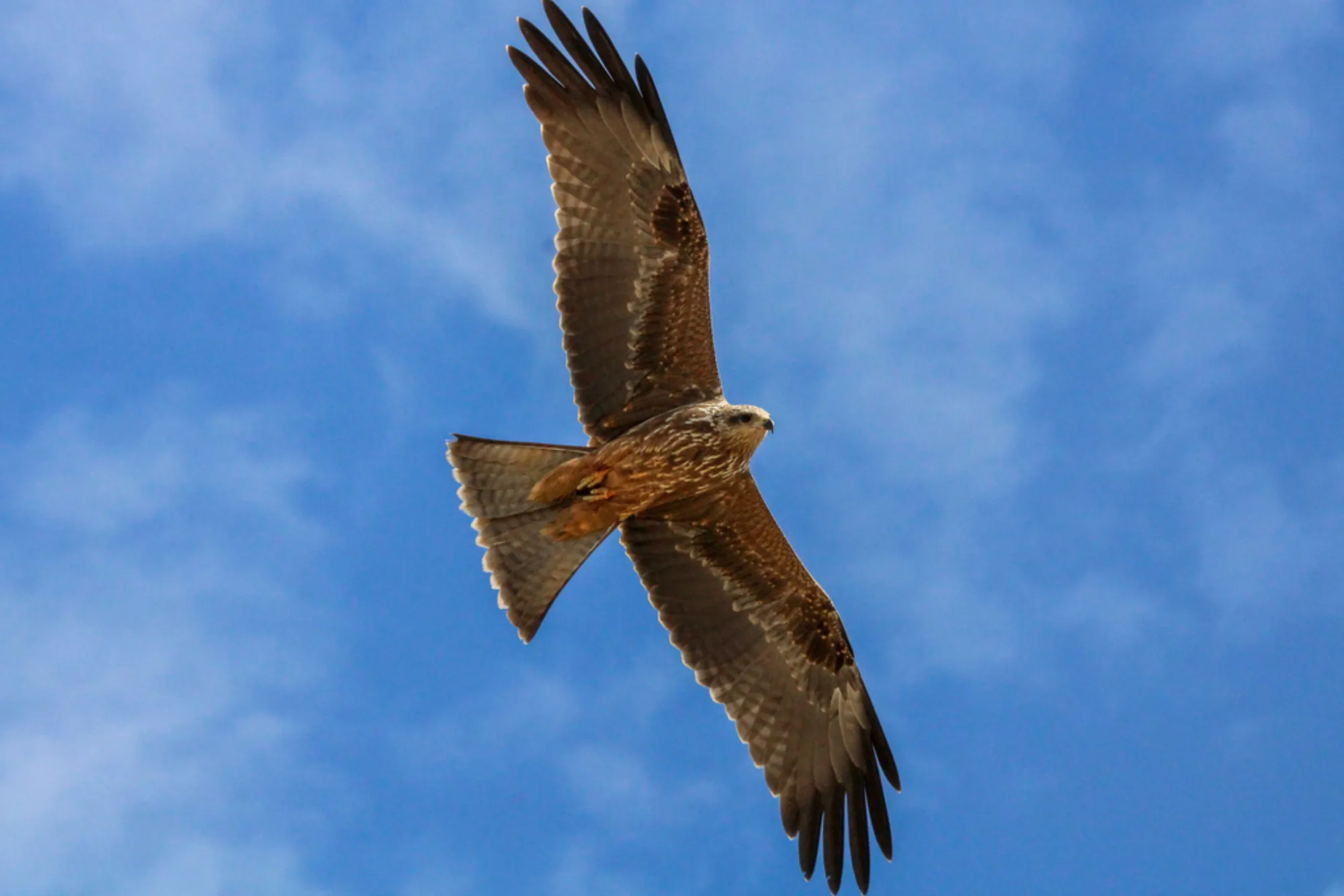 Black Kite