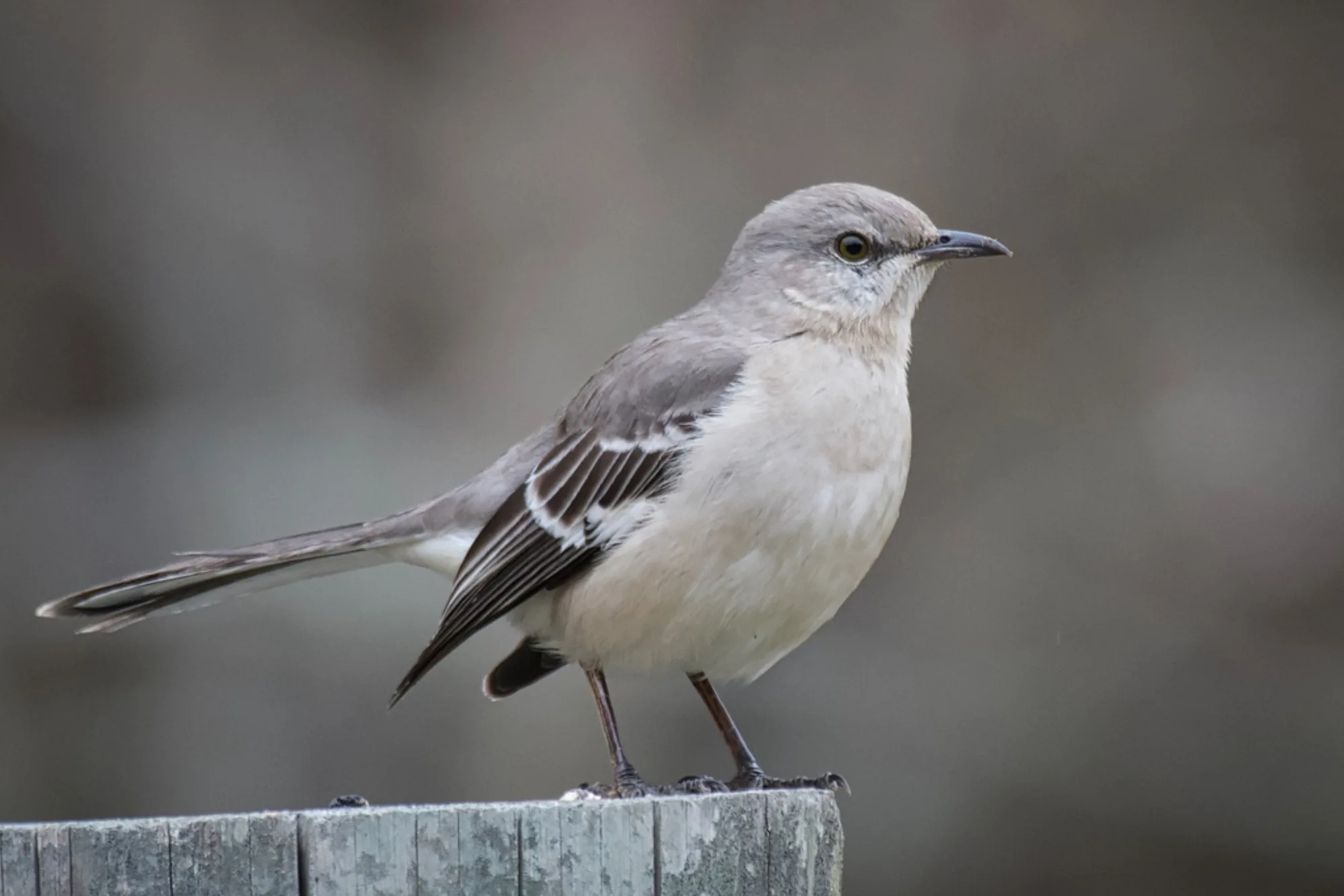 Northern Mockingbird