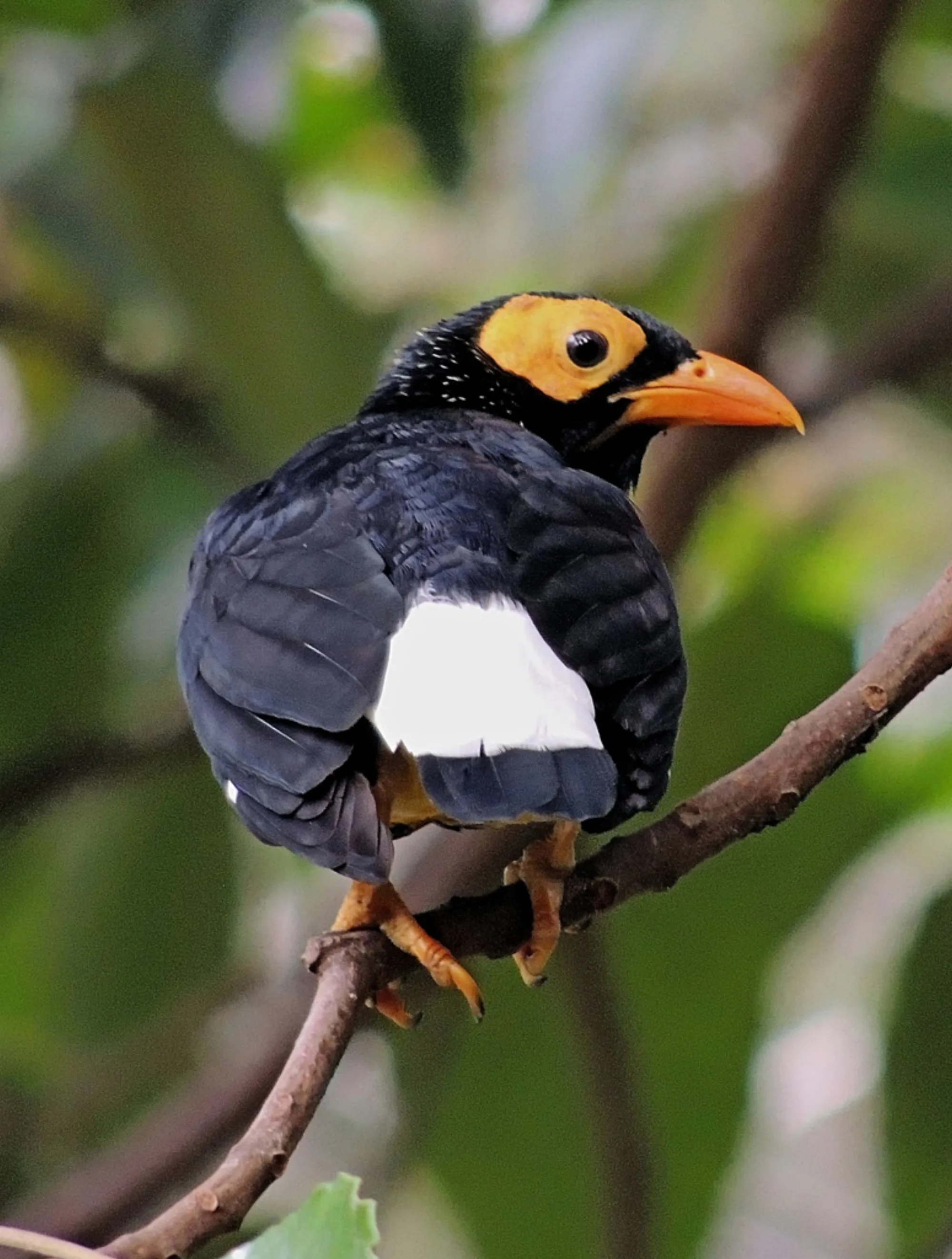 Yellow-faced Myna