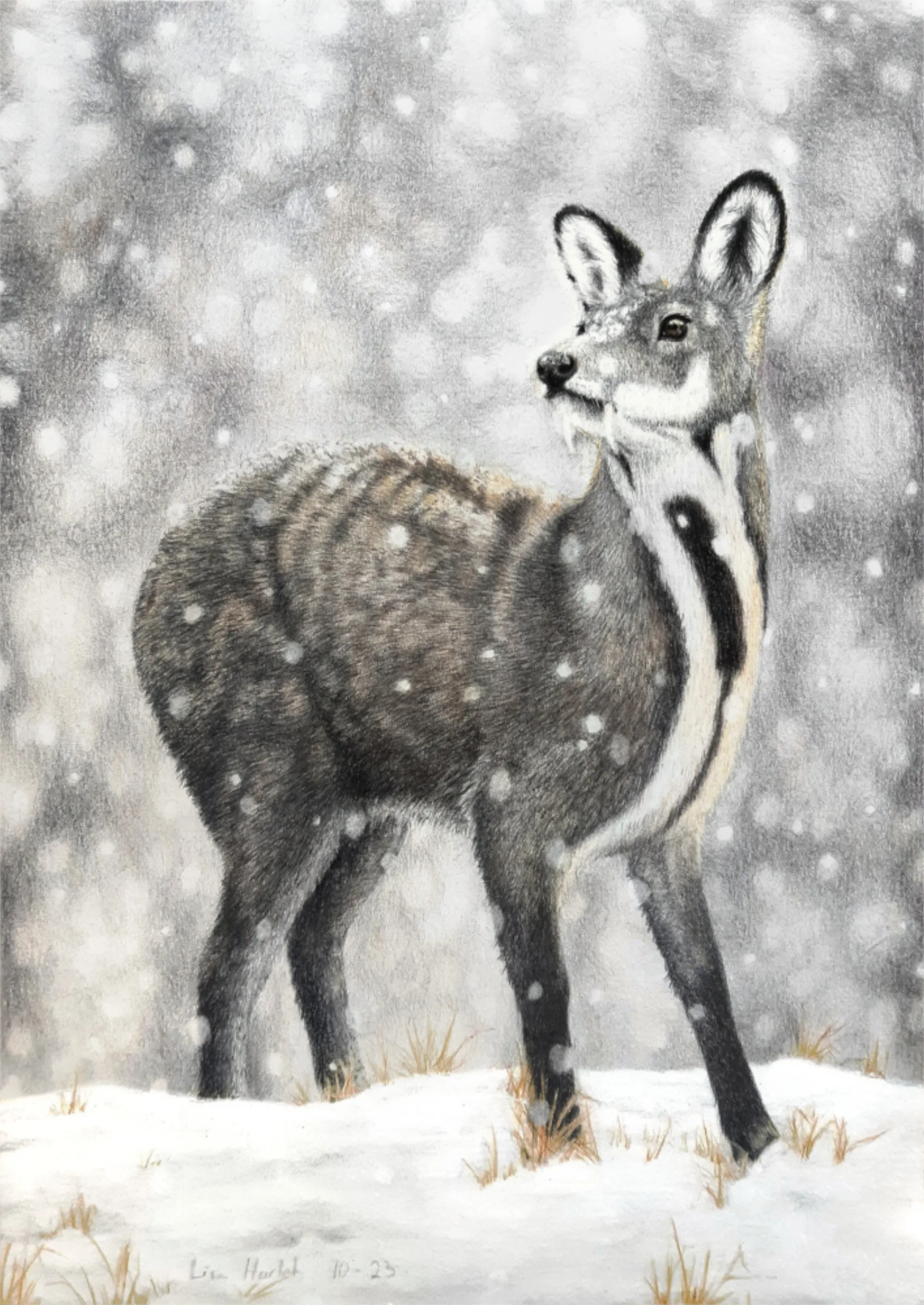 Anhui Musk Deer