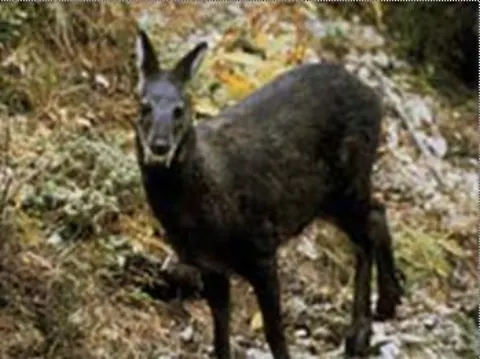 Black Musk Deer