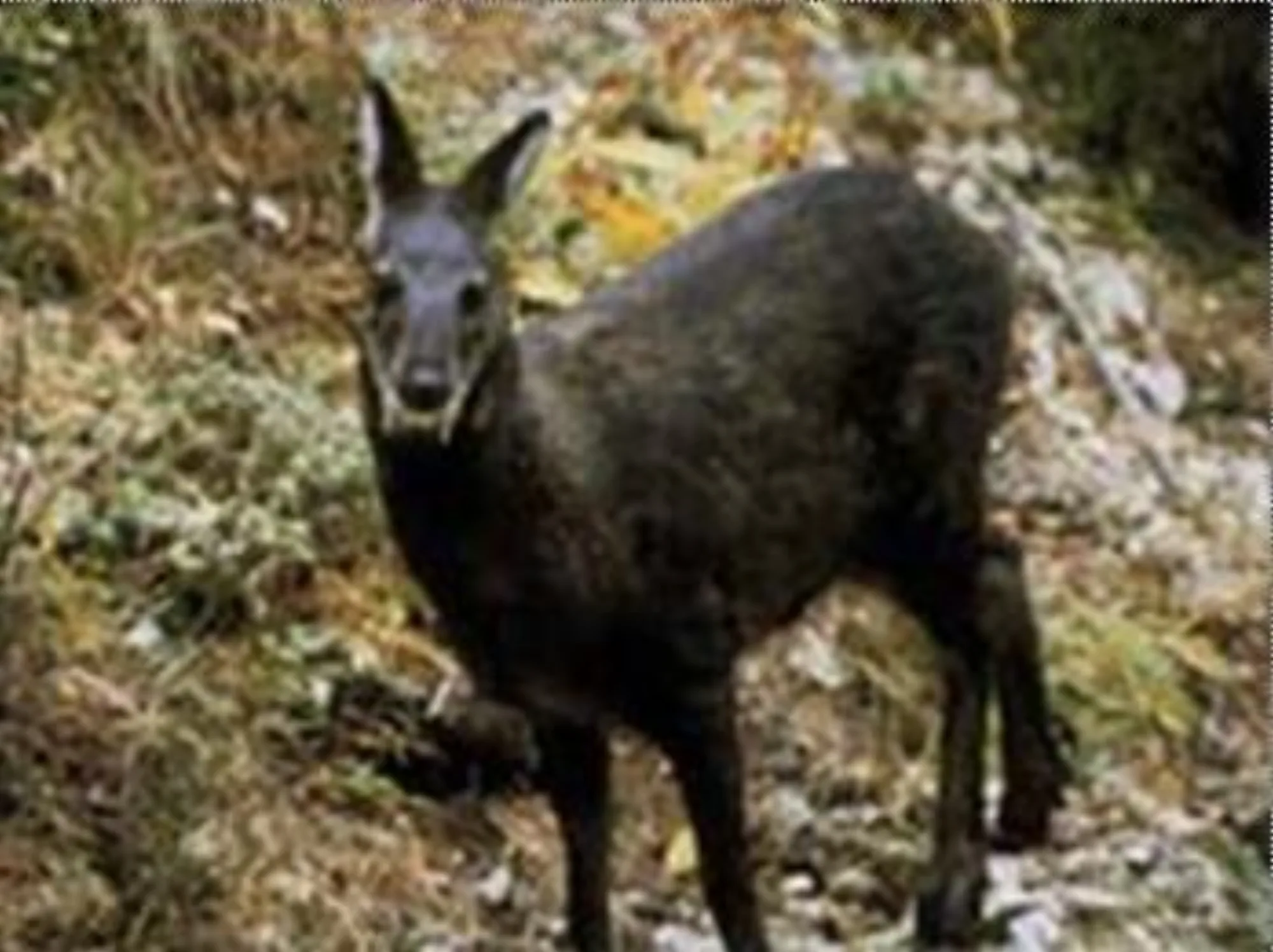 Black Musk Deer