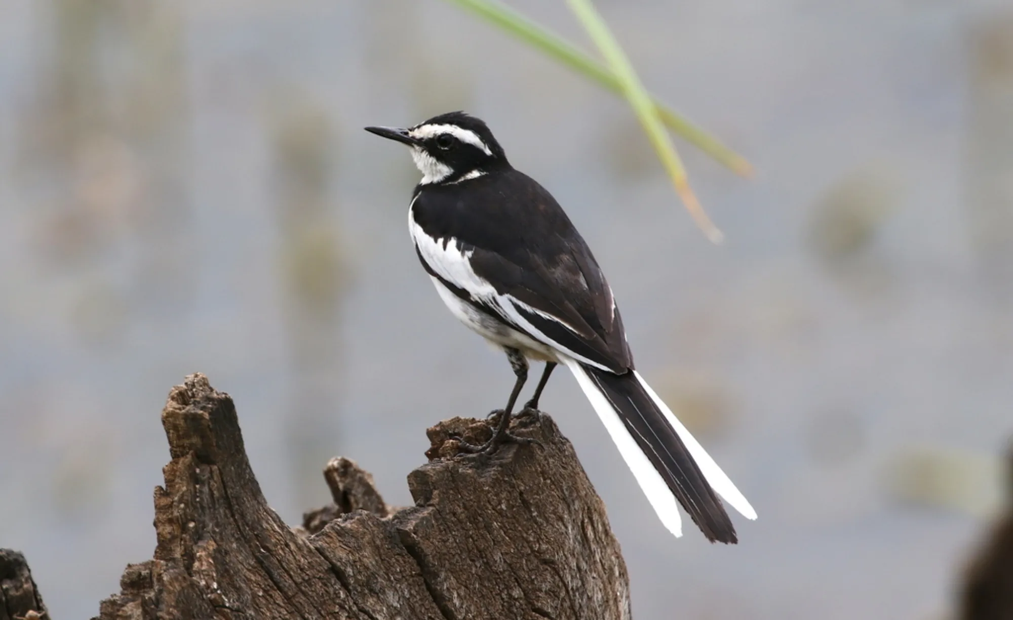 African Pied Wagtail