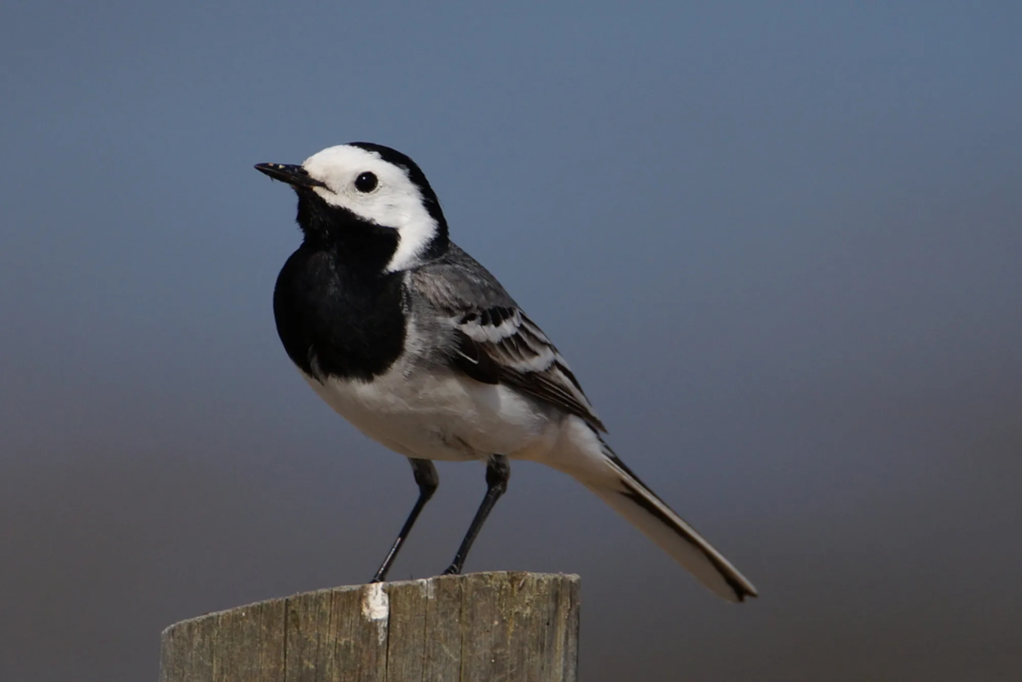 White Wagtail