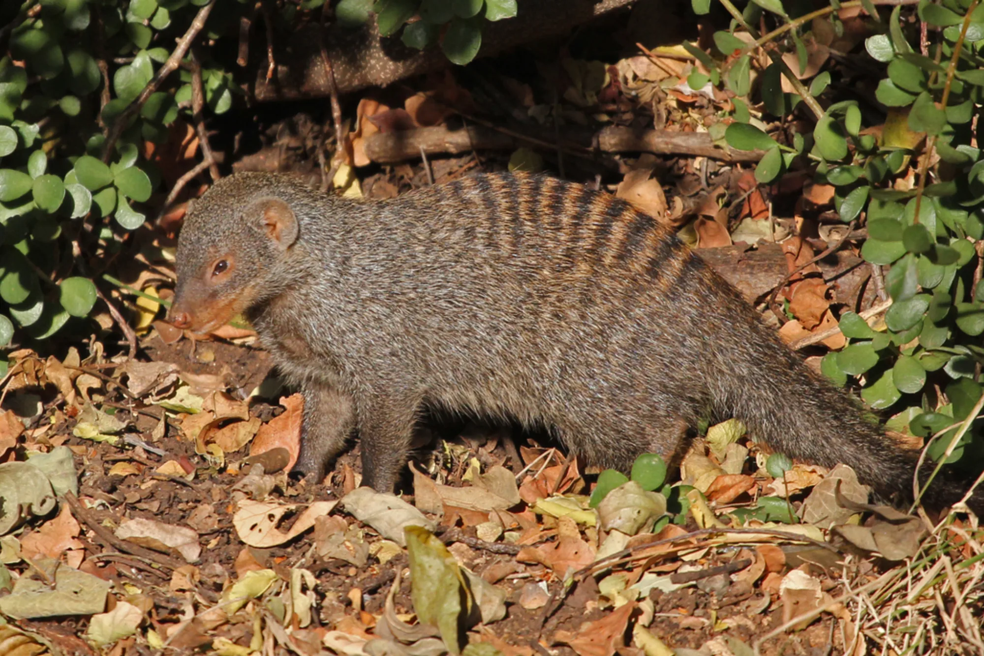 Banded Mongoose