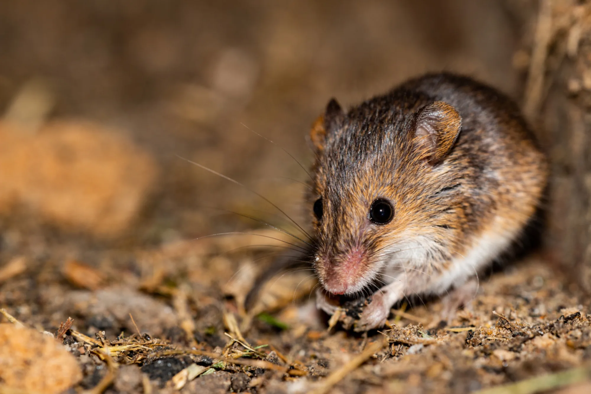 Southern African Pygmy Mouse