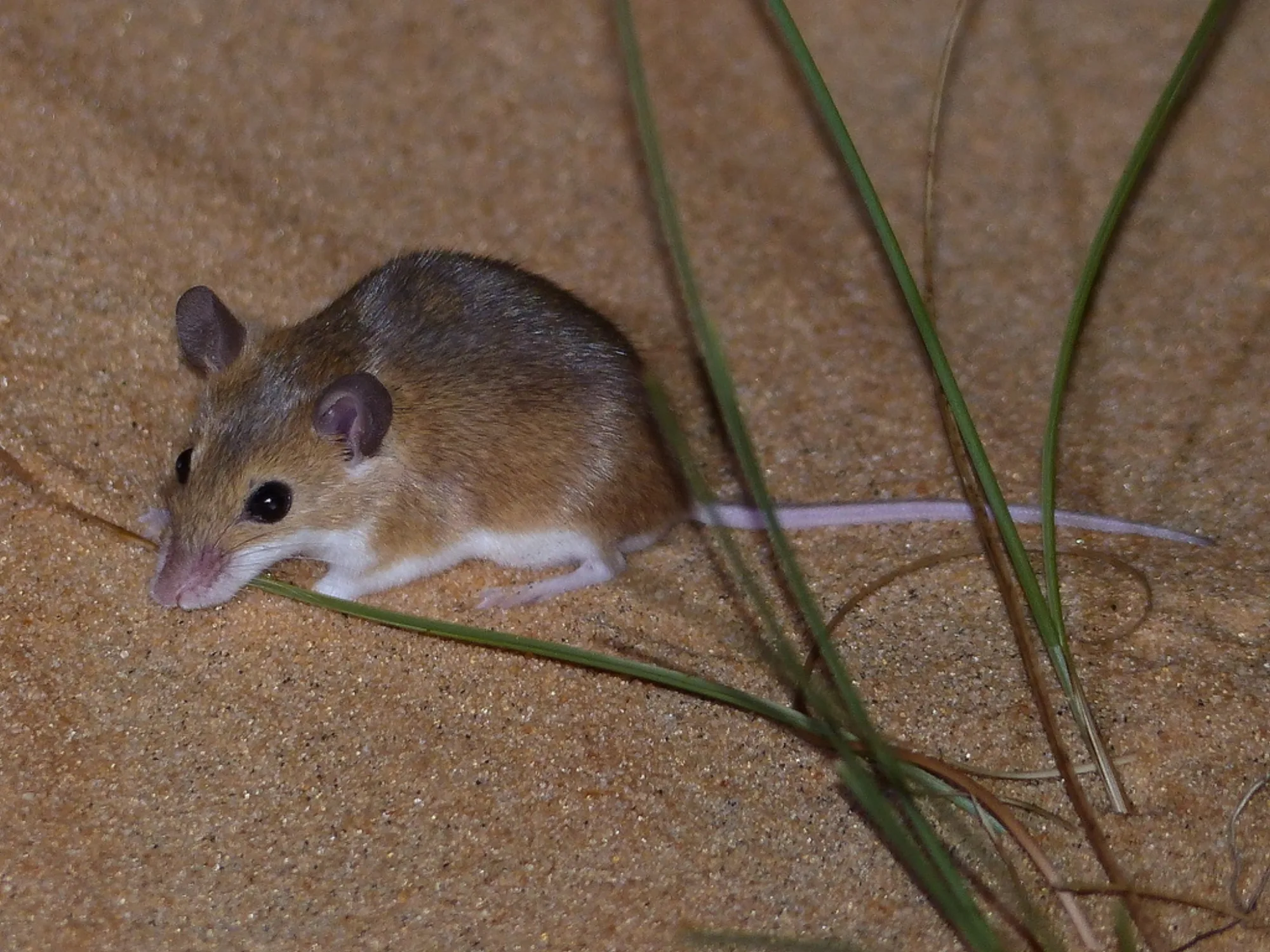 Subsaharan Pygmy Mouse
