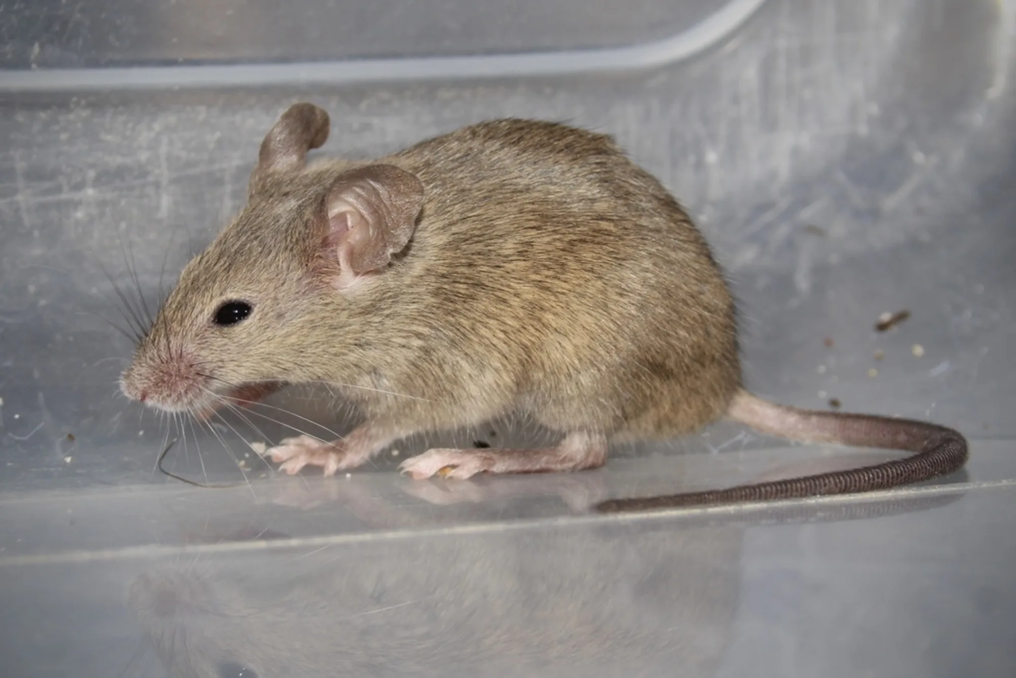 House Mouse