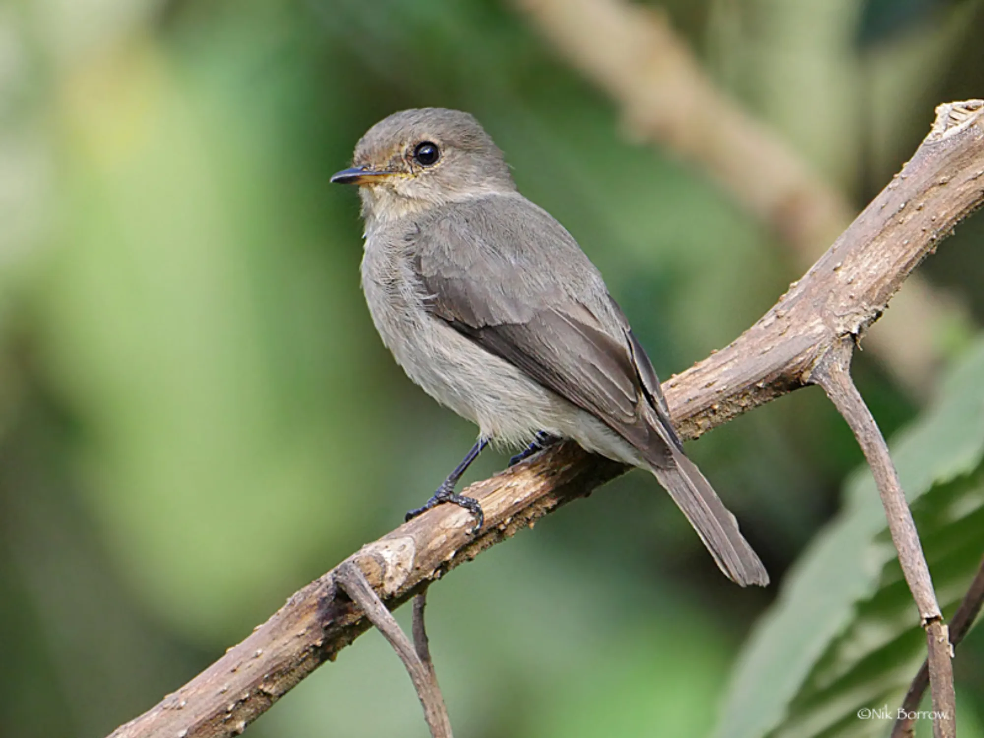 African Dusky Flycatcher