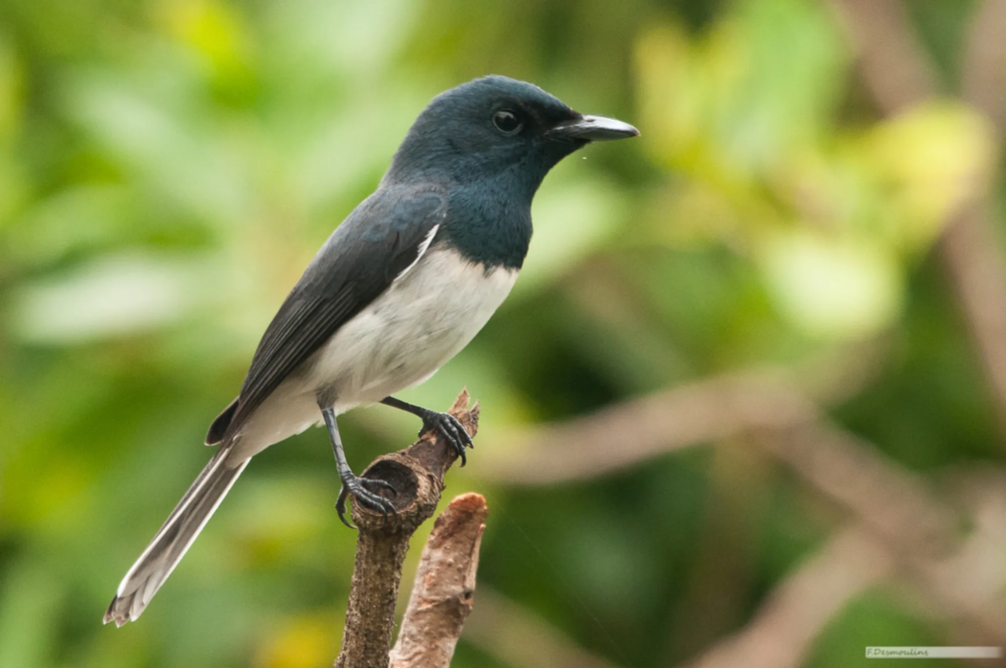 Melanesian Flycatcher