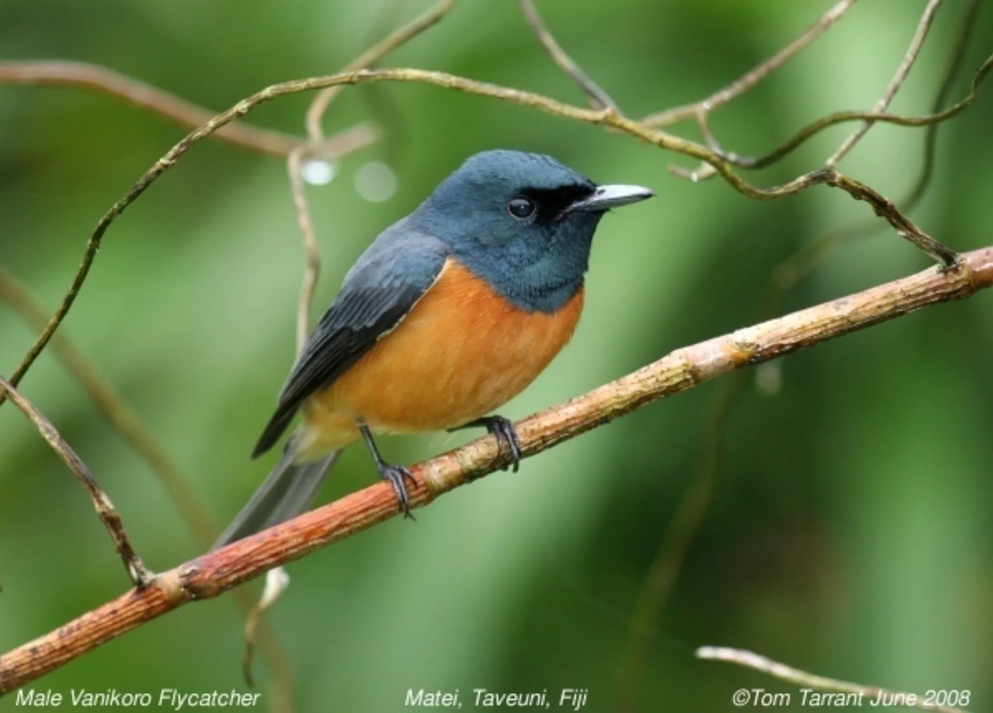 Vanikoro Flycatcher