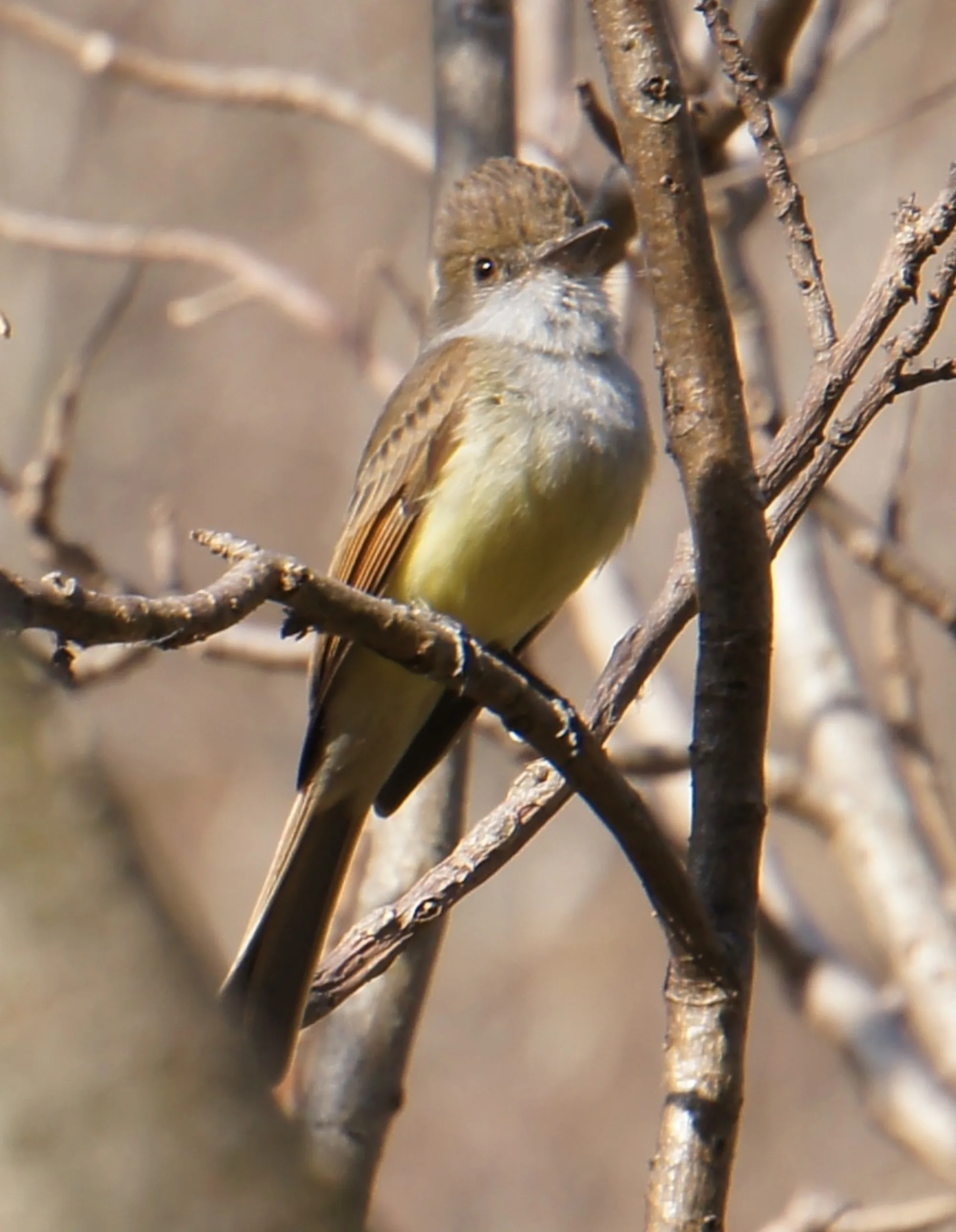 Dusky-capped Flycatcher