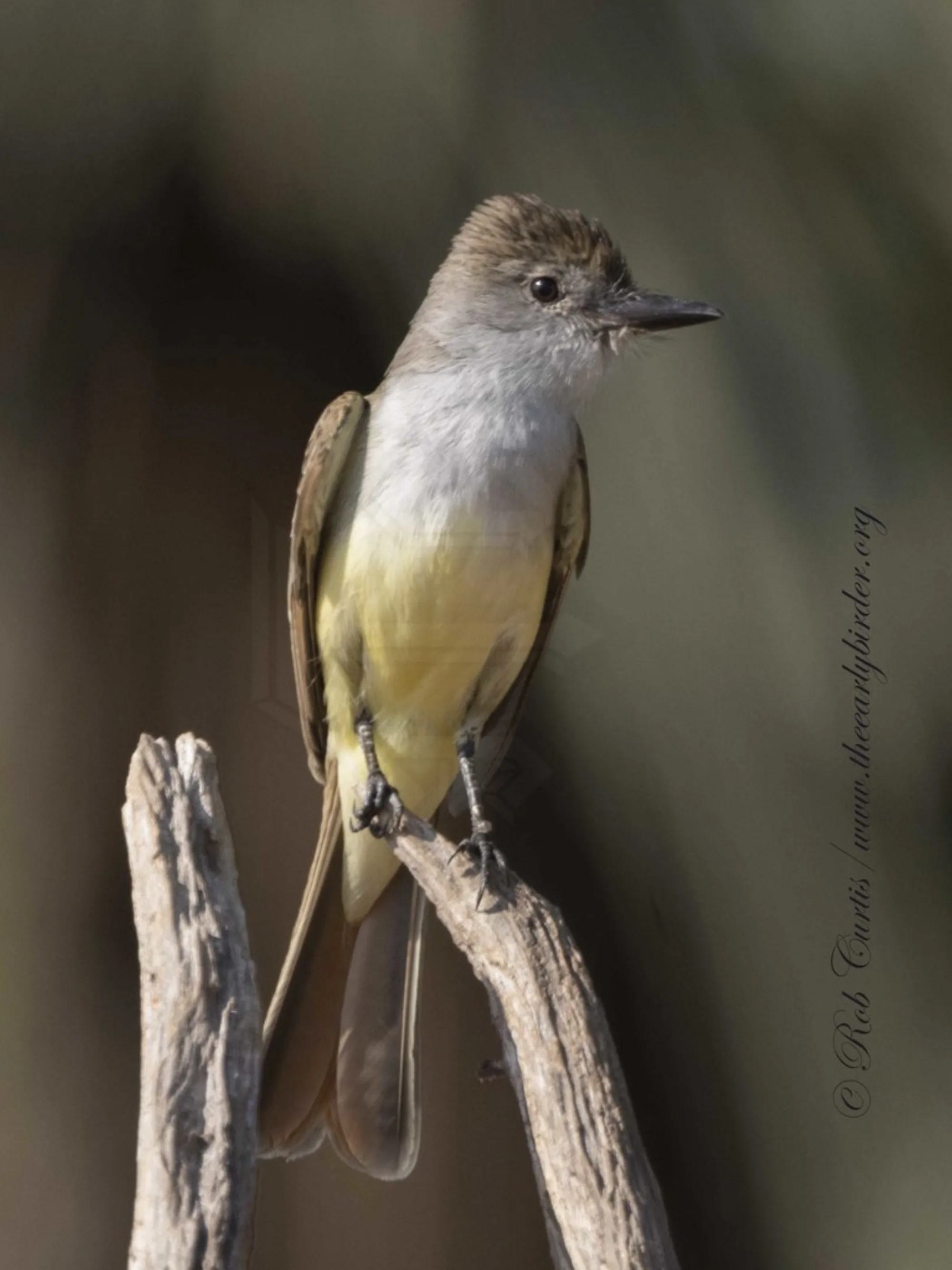 Brown-crested Flycatcher