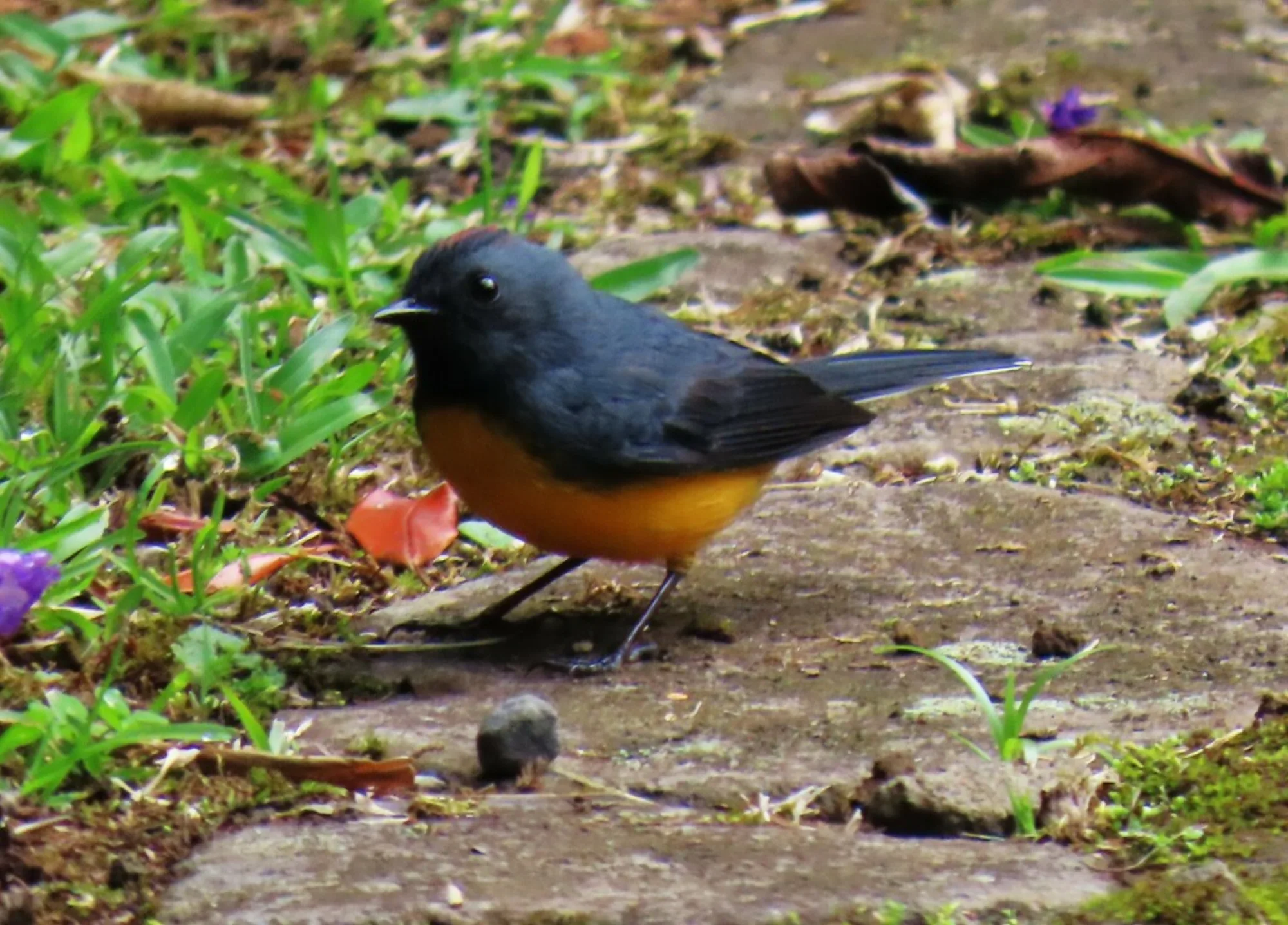Slate-throated Whitestart