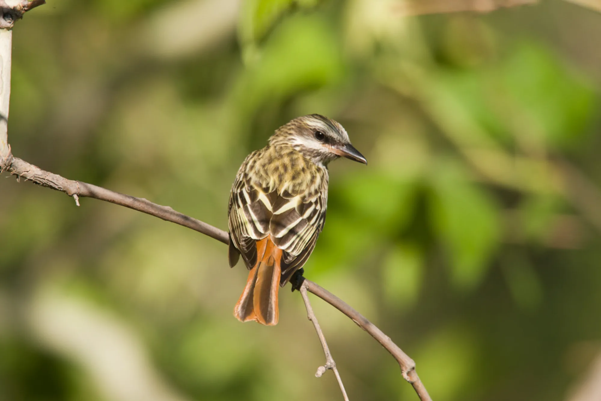 Sulphur-bellied Flycatcher