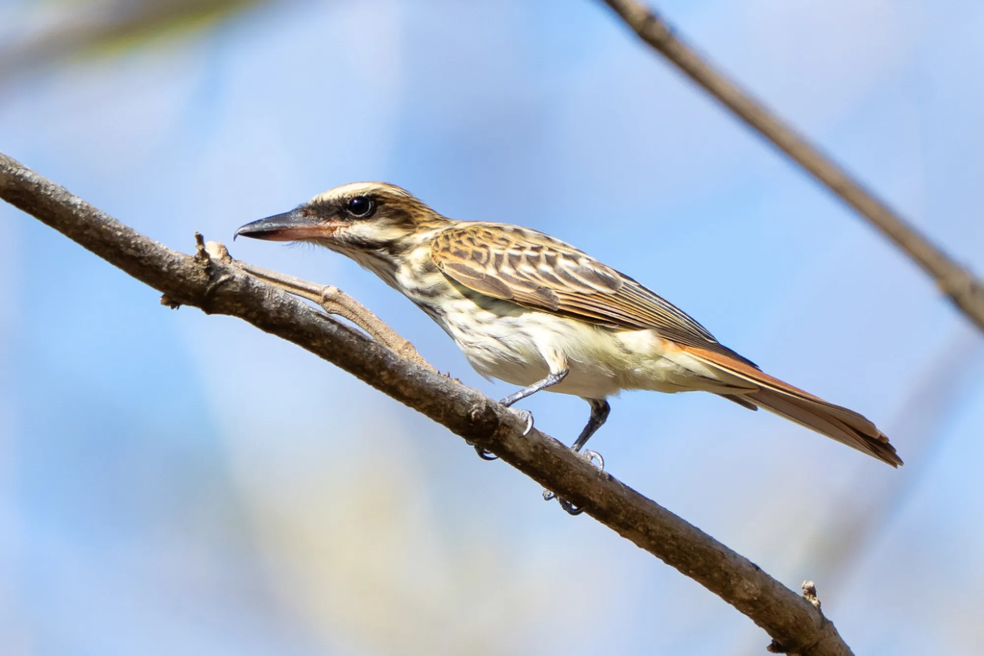 Streaked Flycatcher