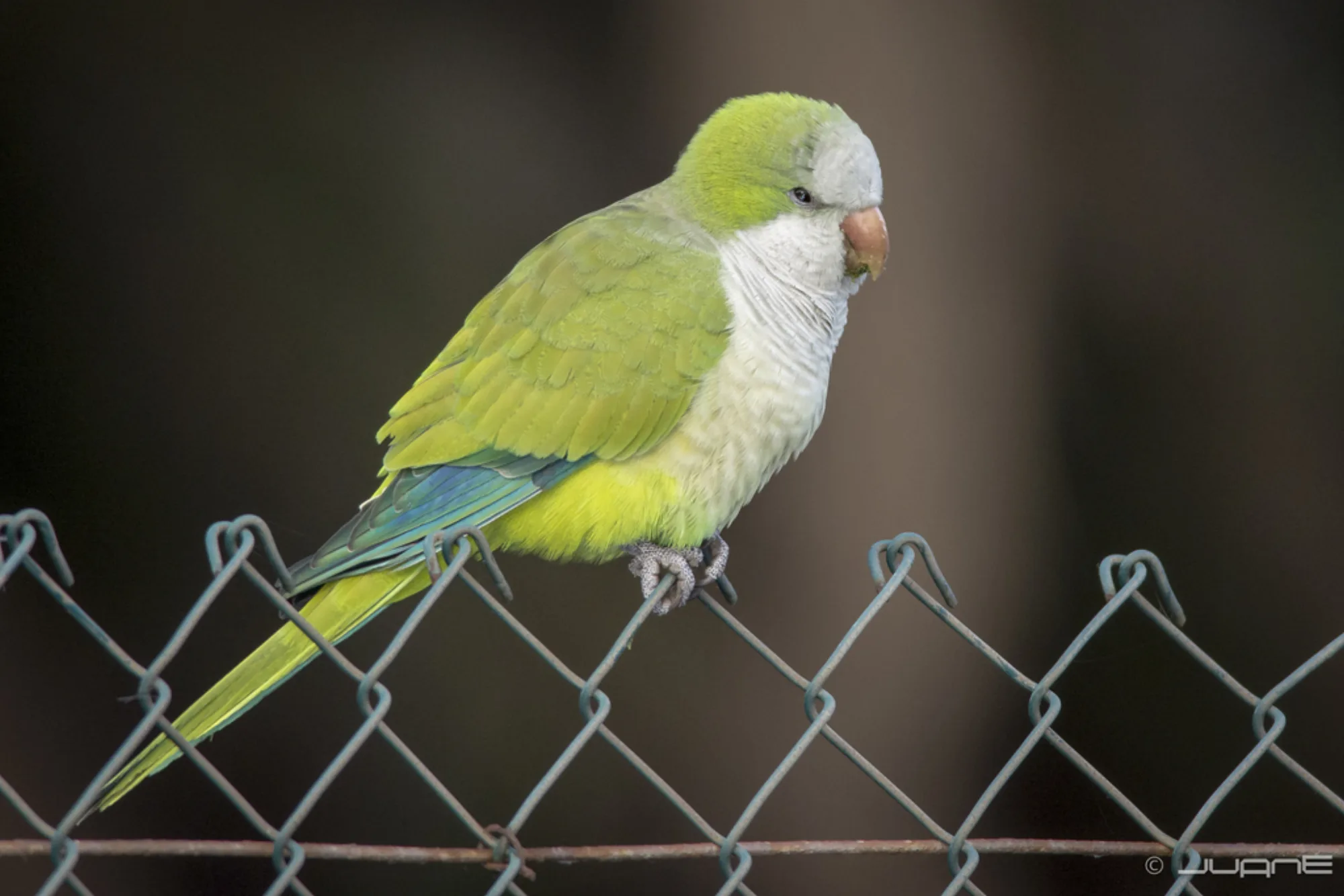 Monk Parakeet