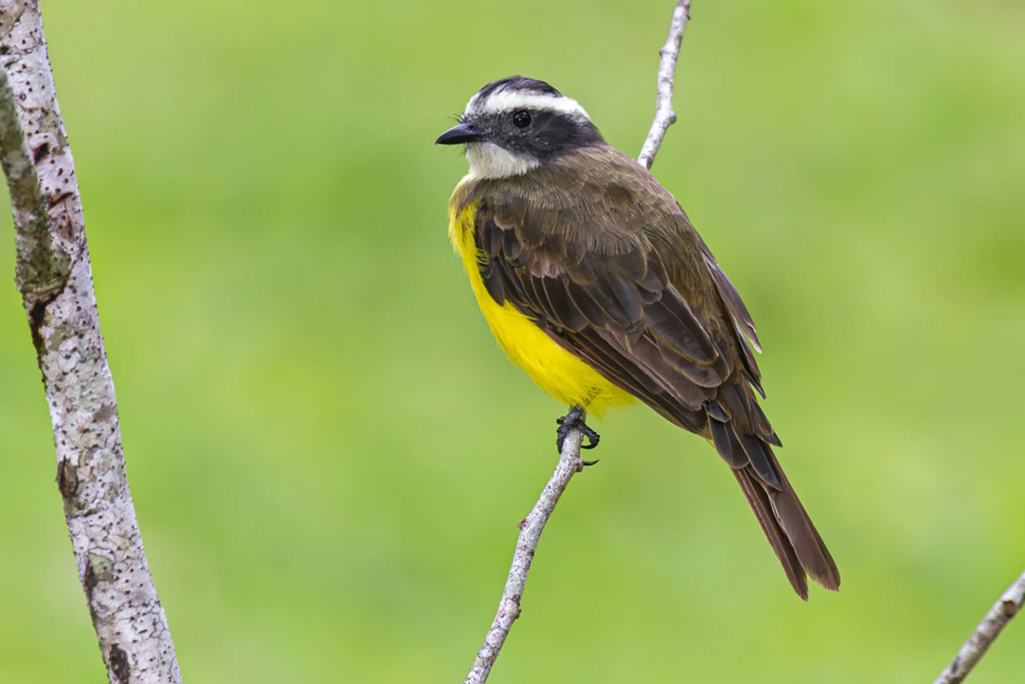 Rusty-margined Flycatcher